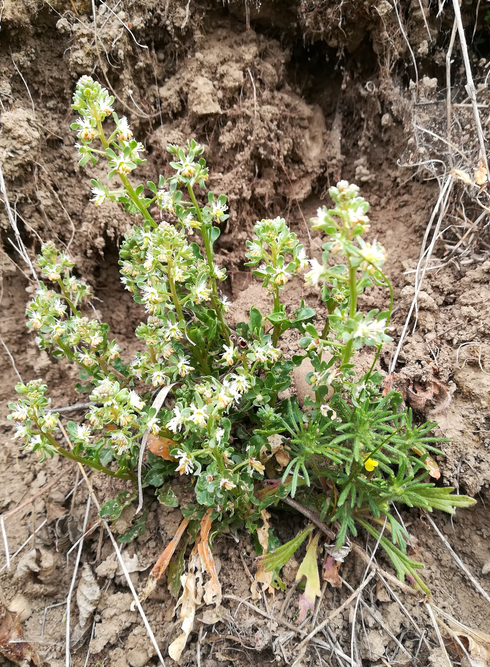 reseda cf. phyteuma fischamend E bhf_20210430_092408.jpg