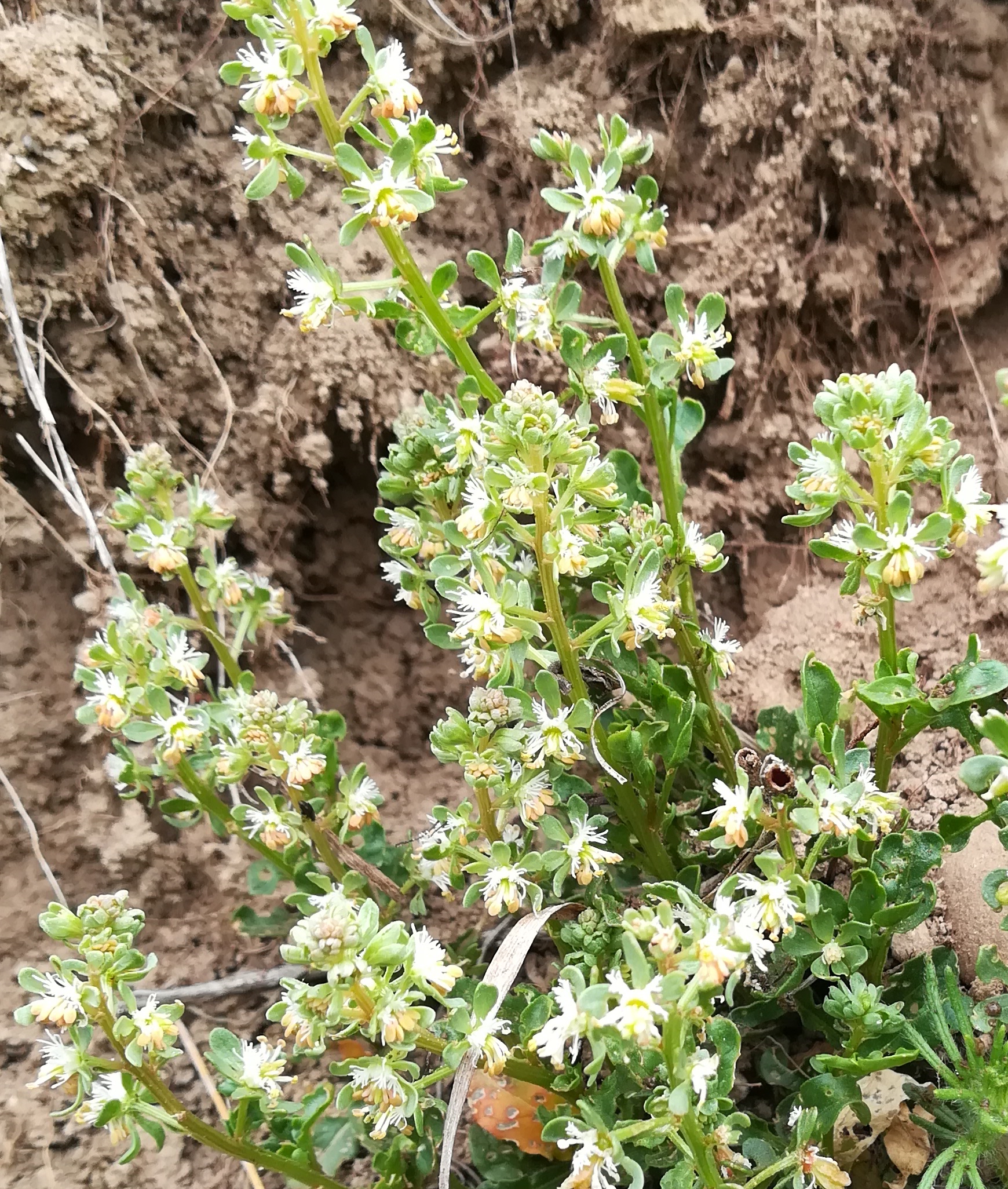 reseda cf. phyteuma fischamend E bhf_20210430_092408 vergrößert.jpg