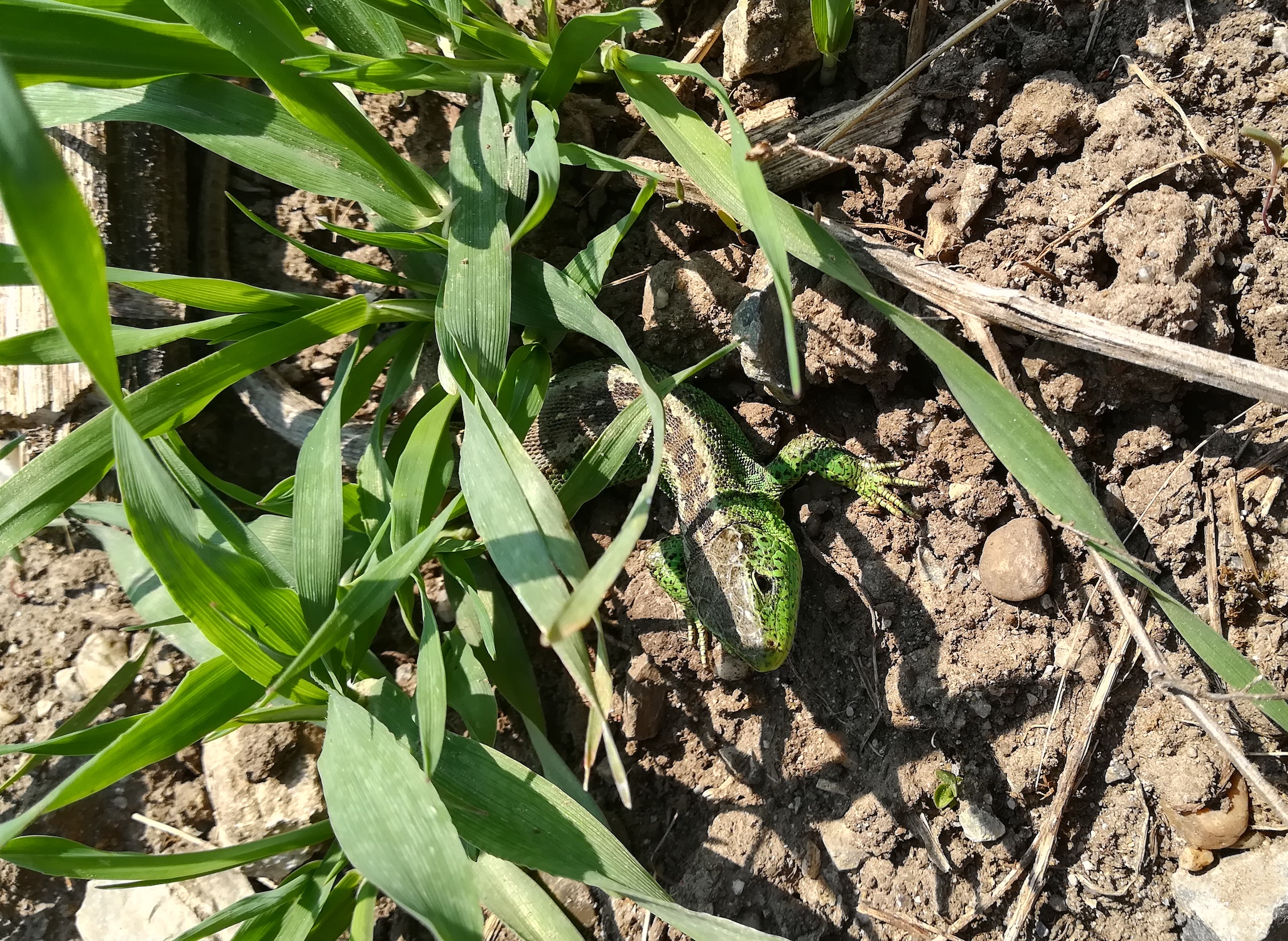 lacerta agilis sierndorf march_20210501_111117.jpg