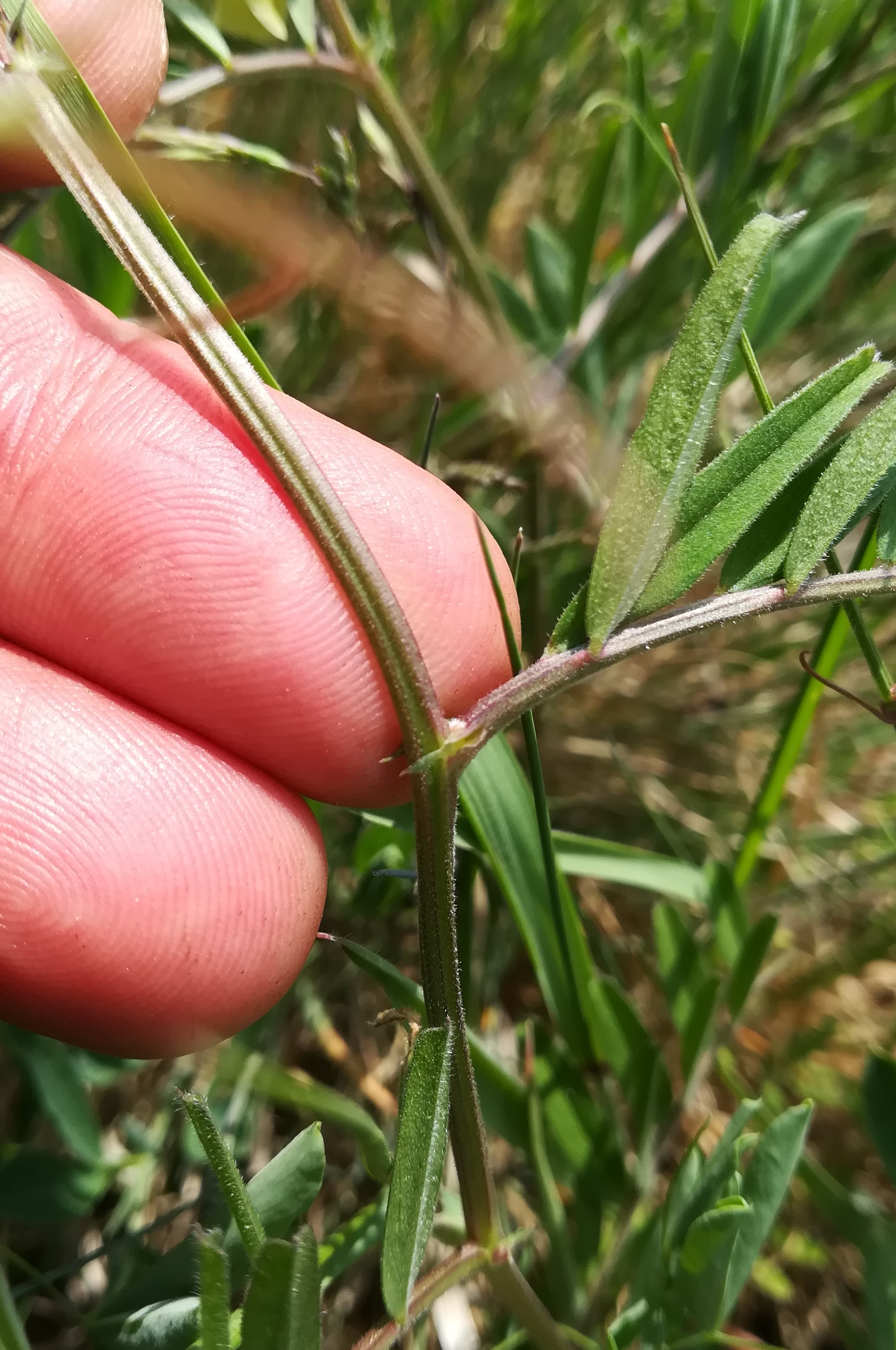 vicia grandiflora sierndorf march_20210501_140733.jpg