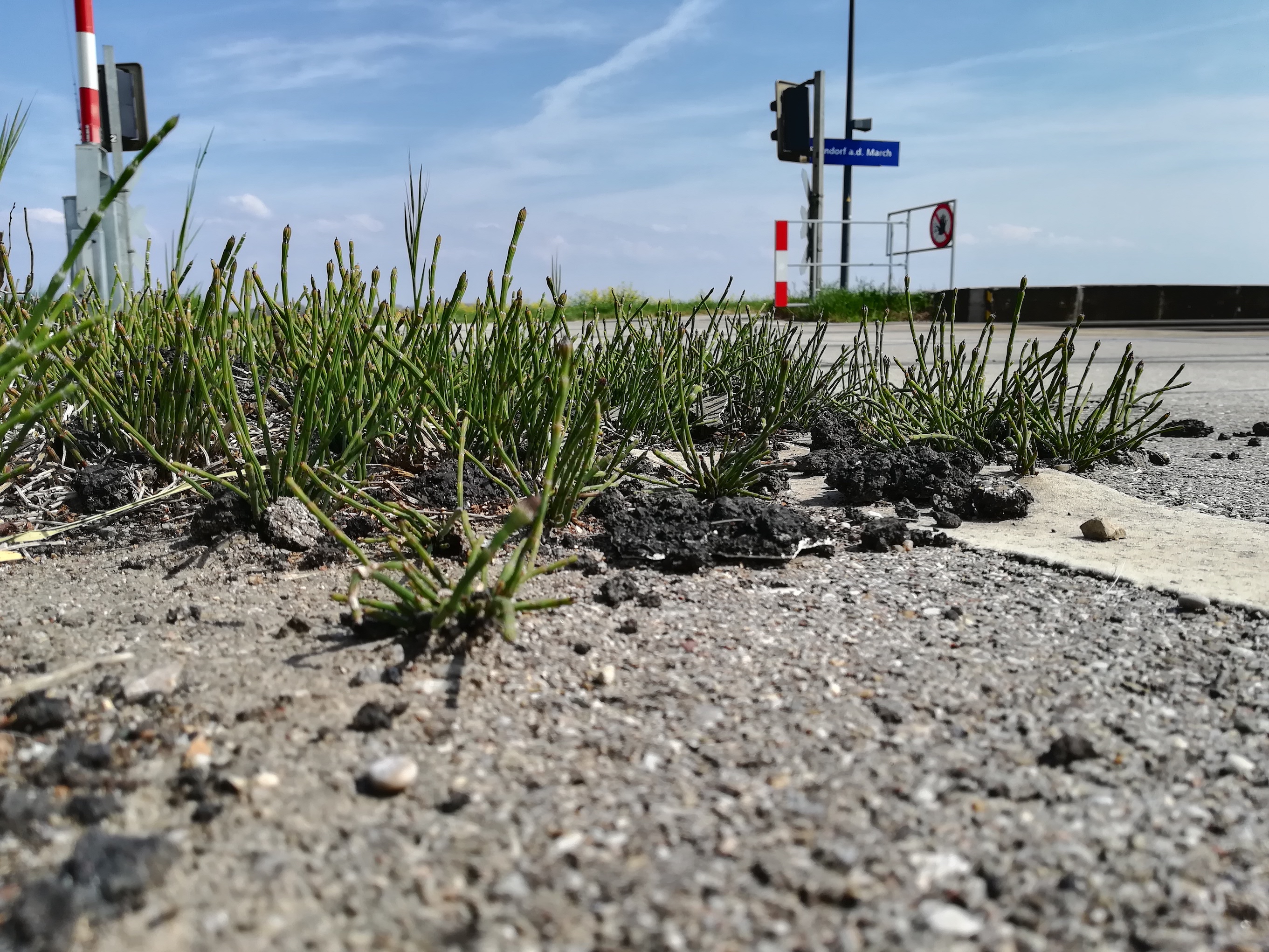 equisetum ramosissimum bhf sierndorf march_20210501_144118.jpg