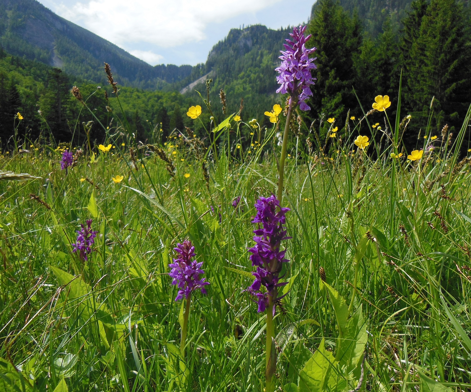 2017-06-06 x braunii.jpg