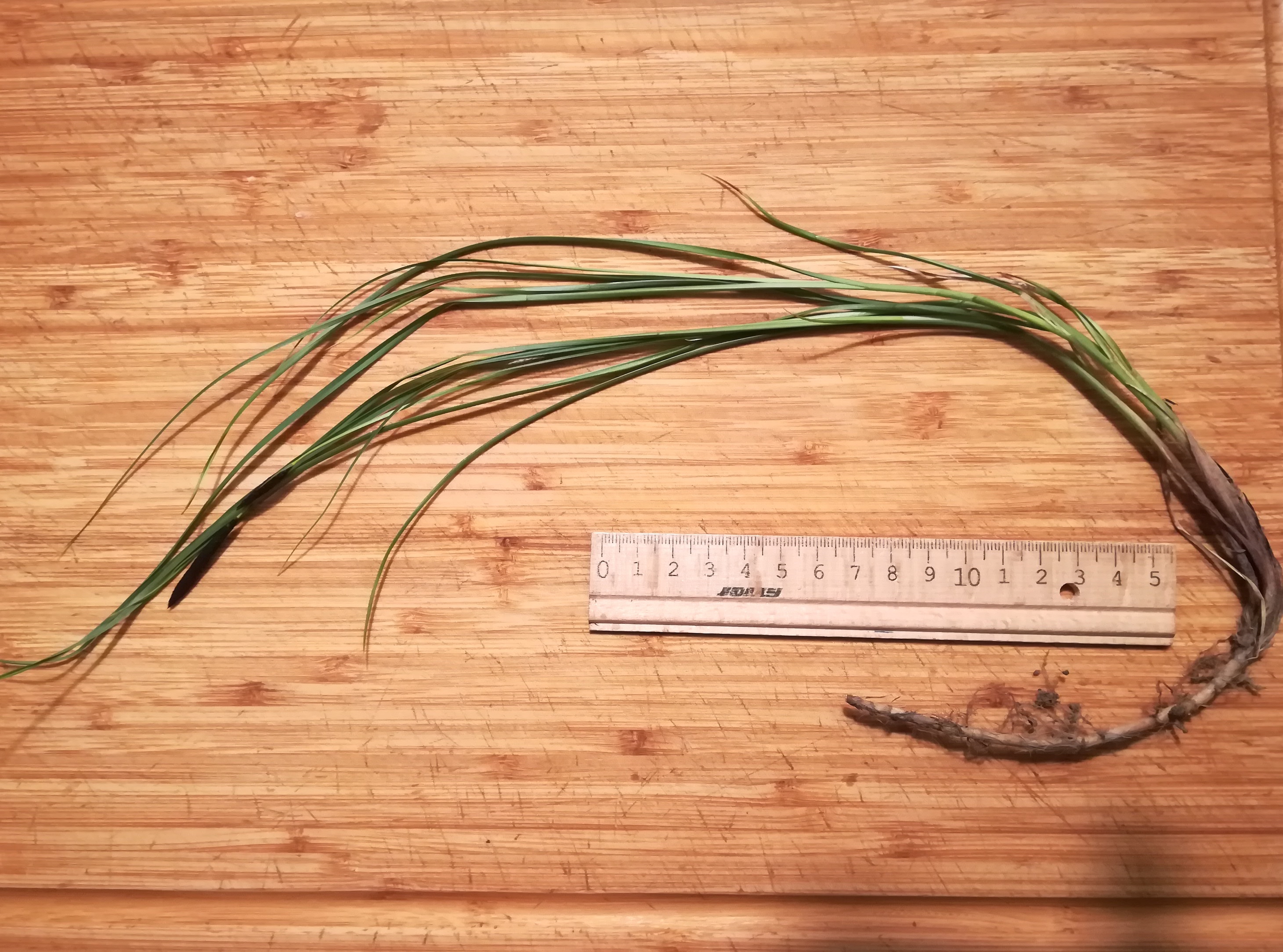 carex sp. sierndorf march_20210501_204025.jpg