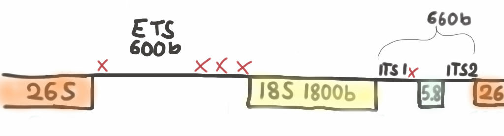 35S.jpg