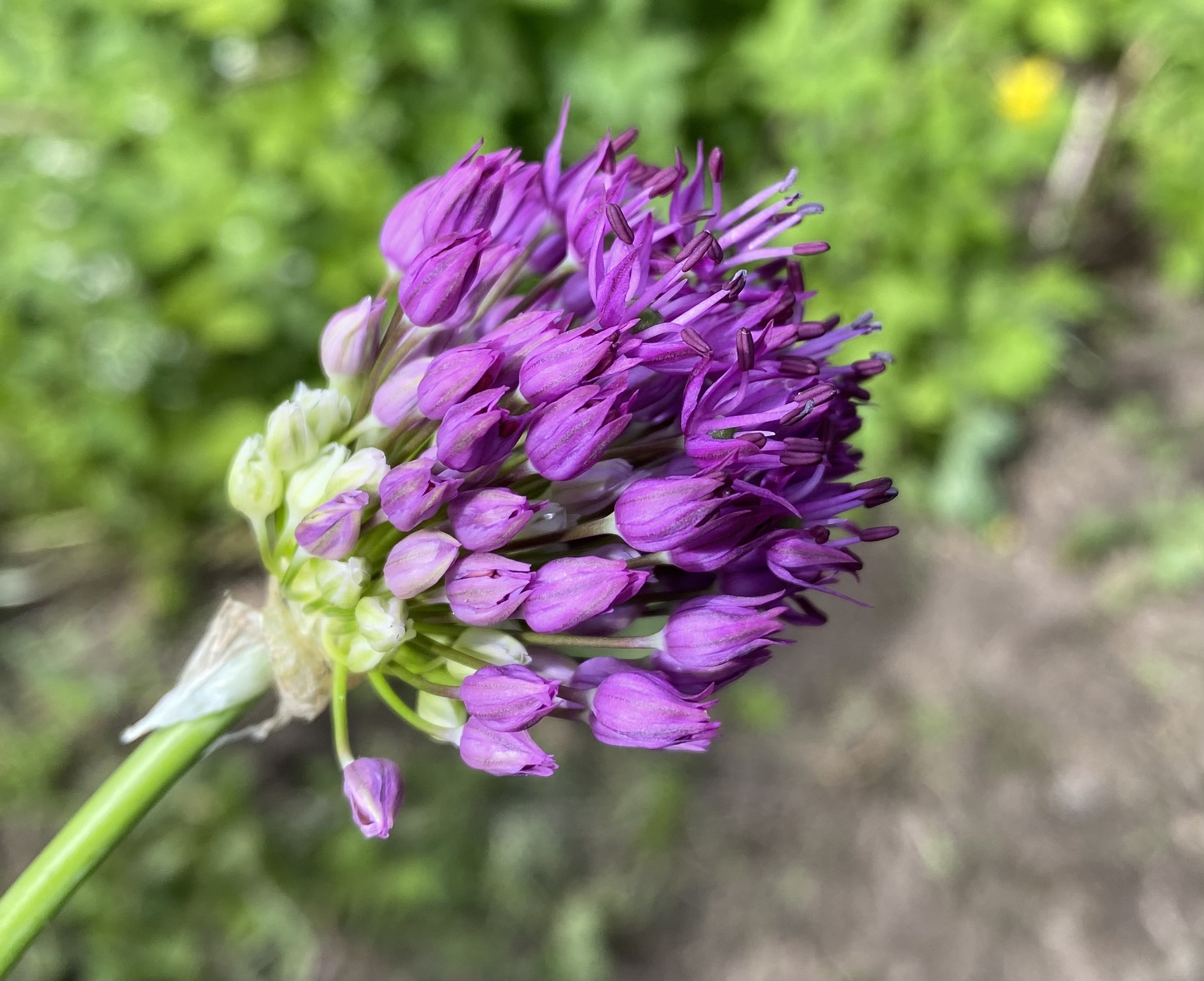 9A0C1191-E240-4B1A-9A1B-D19E3C00755D.jpeg