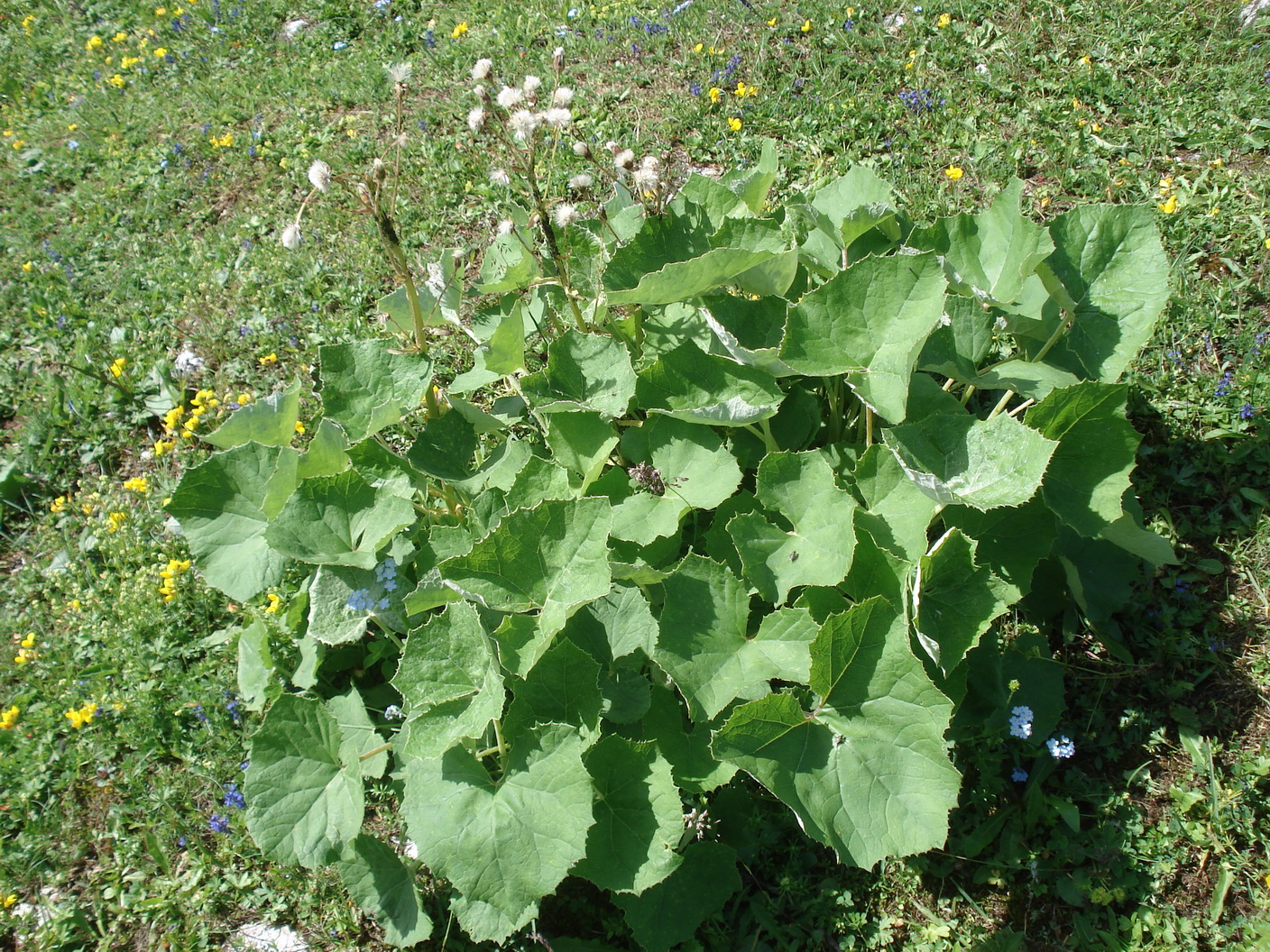 Petasites.albus x paradoxus.cf.St-Tauplitzalm-Lawinenstein .17.7.19.JPG