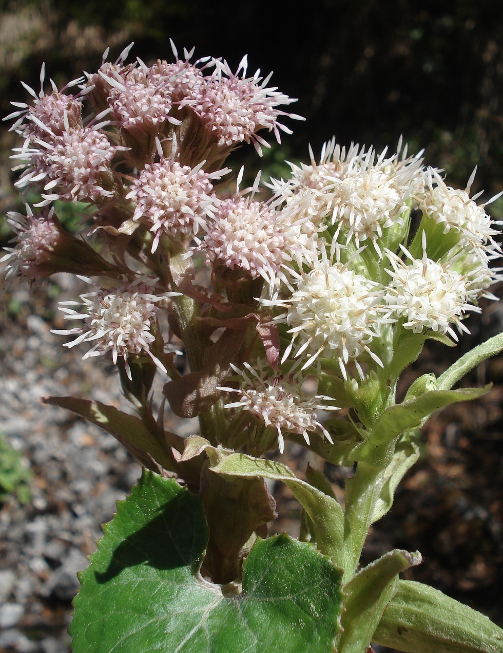 Petasites.albus x paradoxus.cf.K-Jaukensattel .3.5.20.JPG