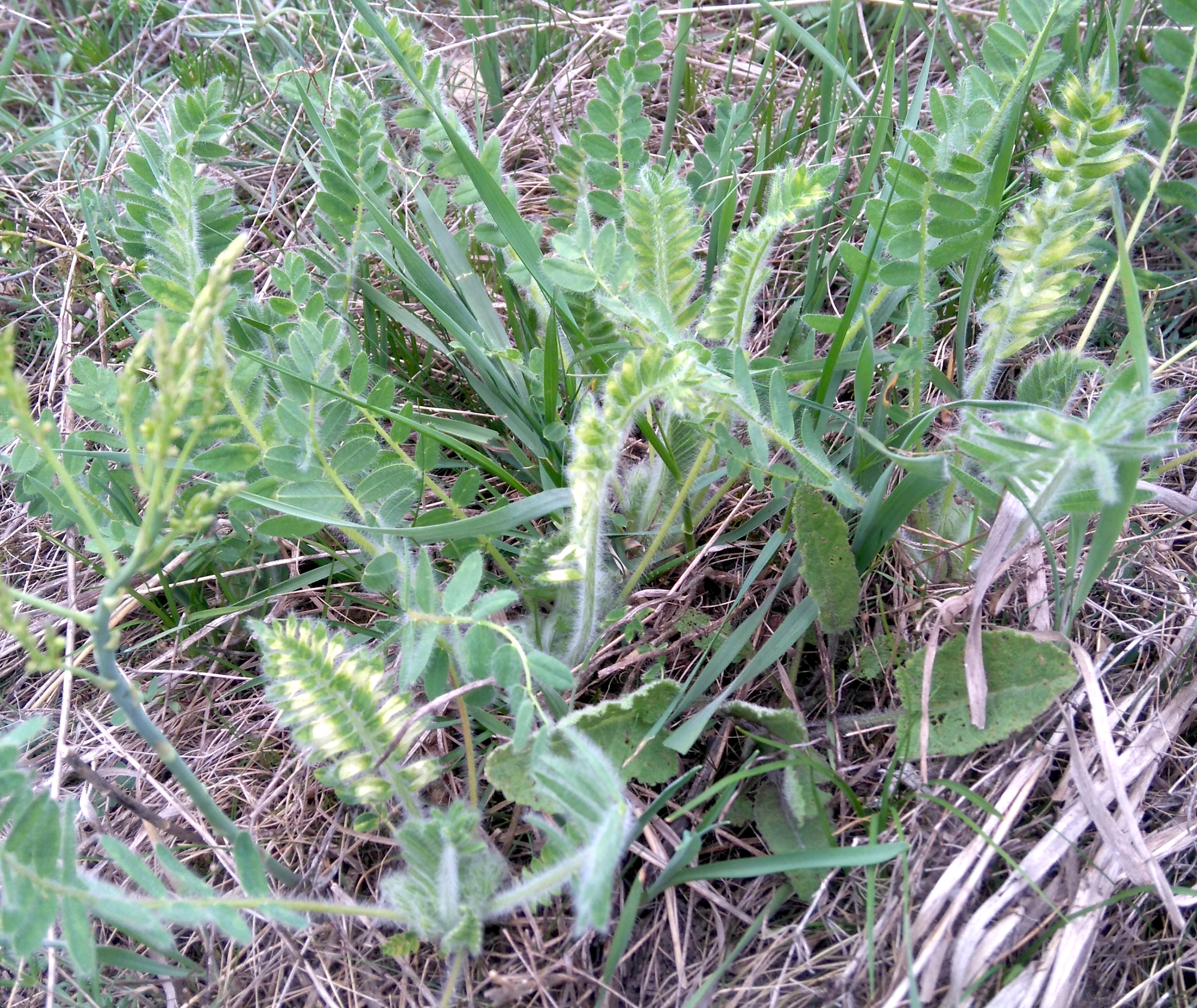 astragalus excapus_NSG mühlberg_7999.JPG