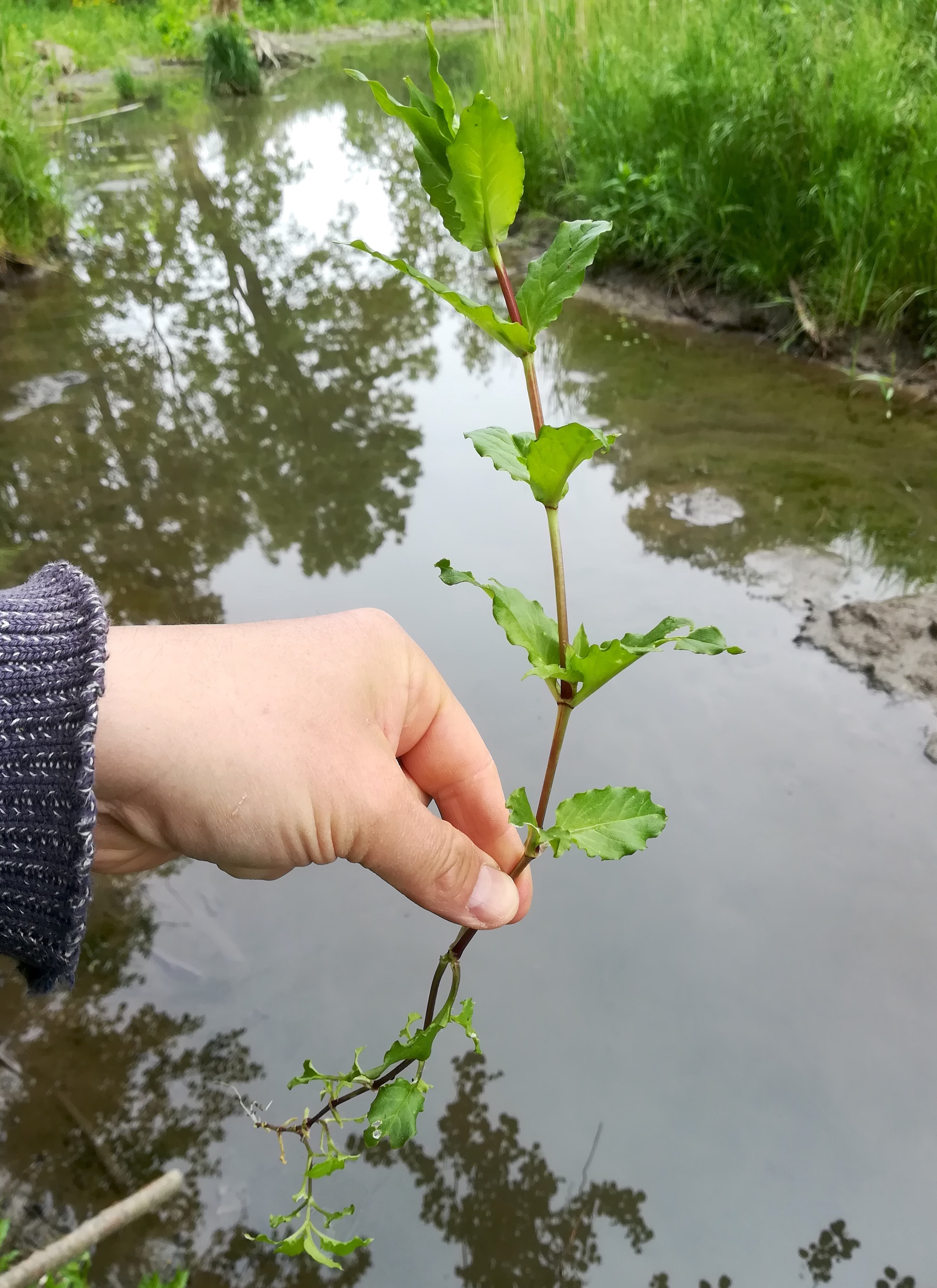 cf. veronica anagallis-aquatica wilfleinsdorf leitha_20210522_123533.jpg