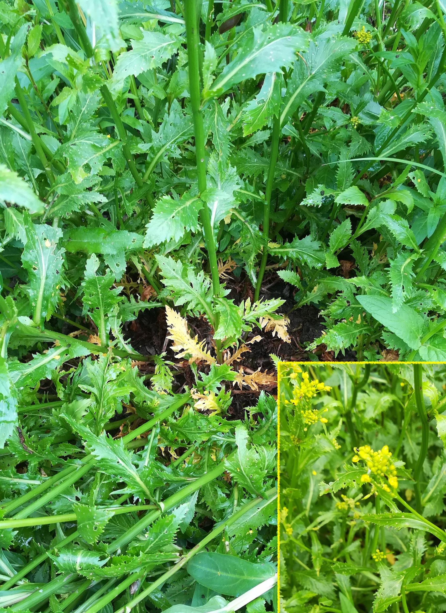 rorippa amphibia teich S friedhof wilfleinsdorf leitha_20210522_125517.jpg