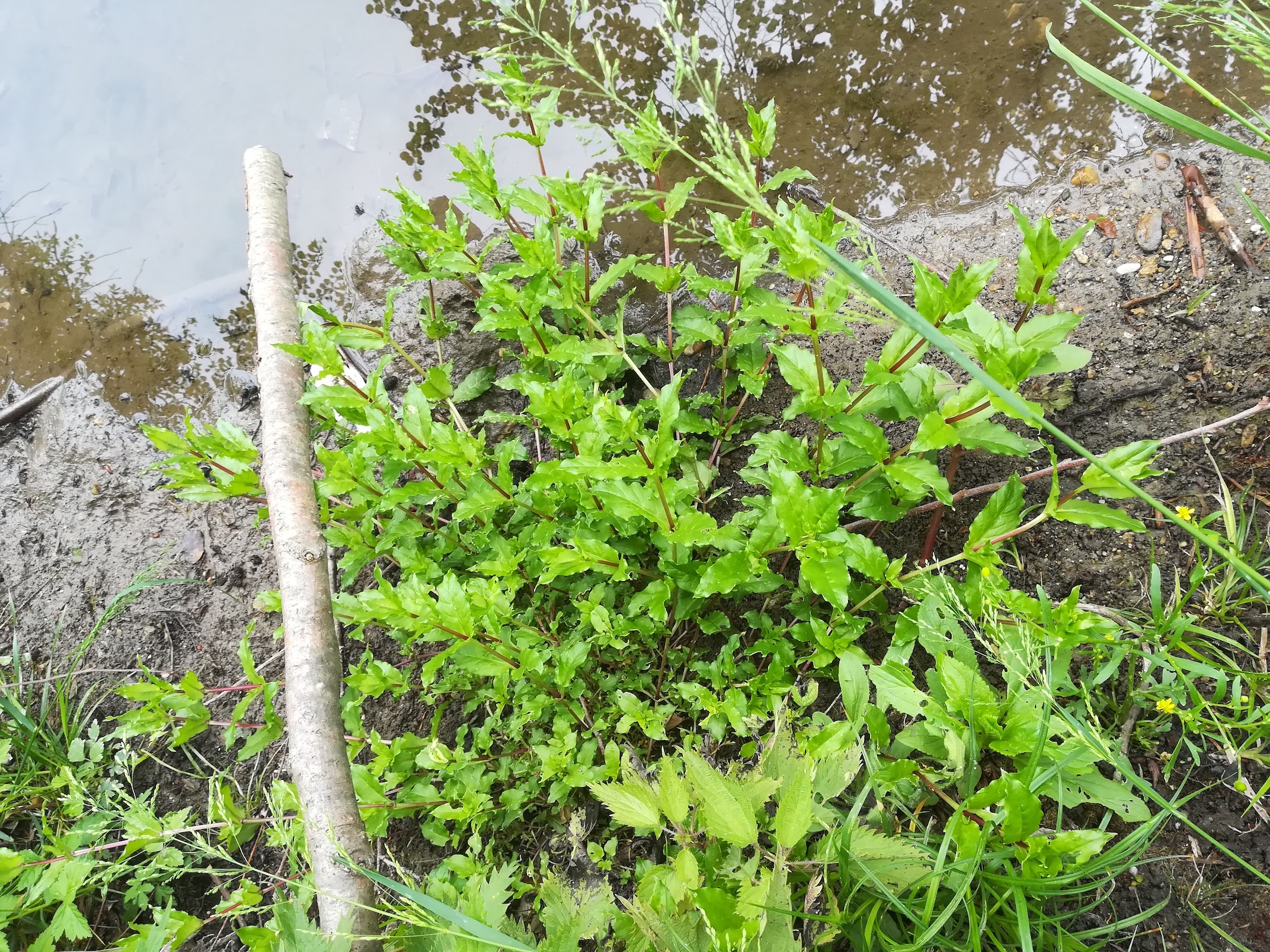 cf. veronica anagallis-aquatica wilfleinsdorf leitha_20210522_123537.jpg