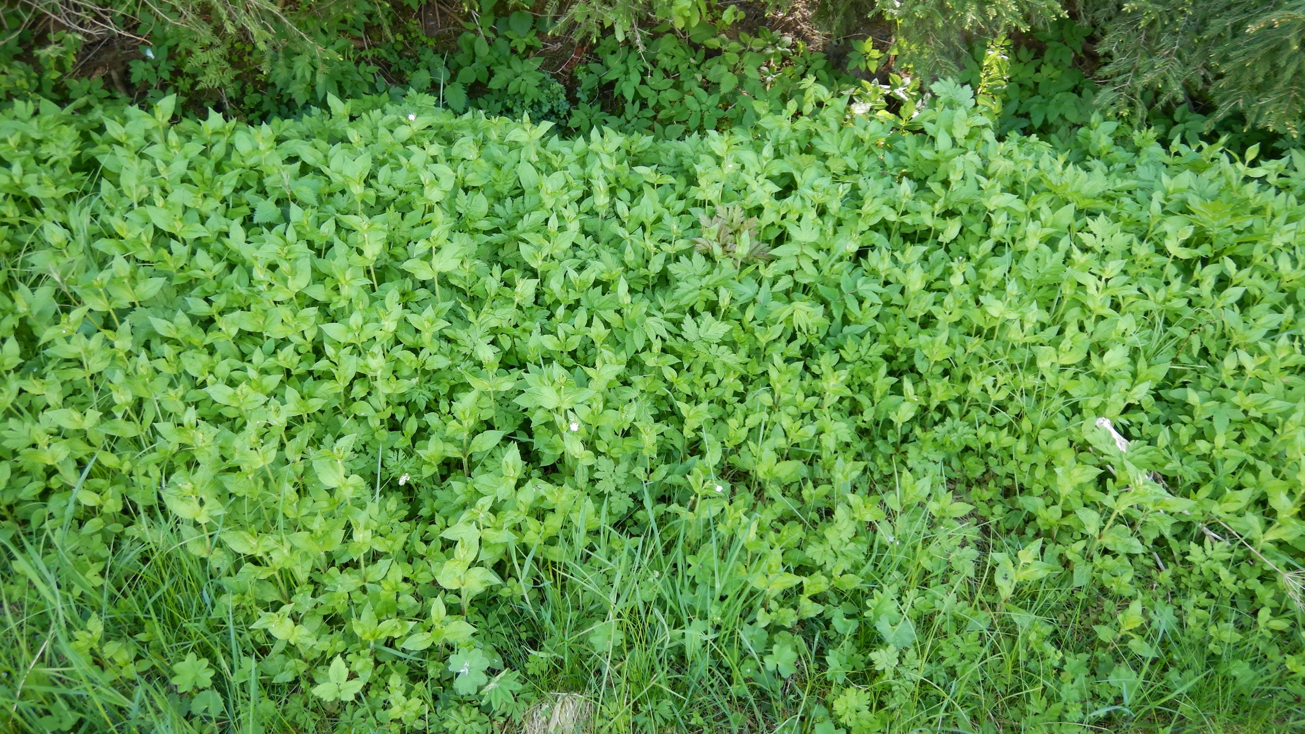 DSCN4736 stellaria cf. aquatica, waldburg-mitterreith (bezirk FR), 2021-05-22.JPG