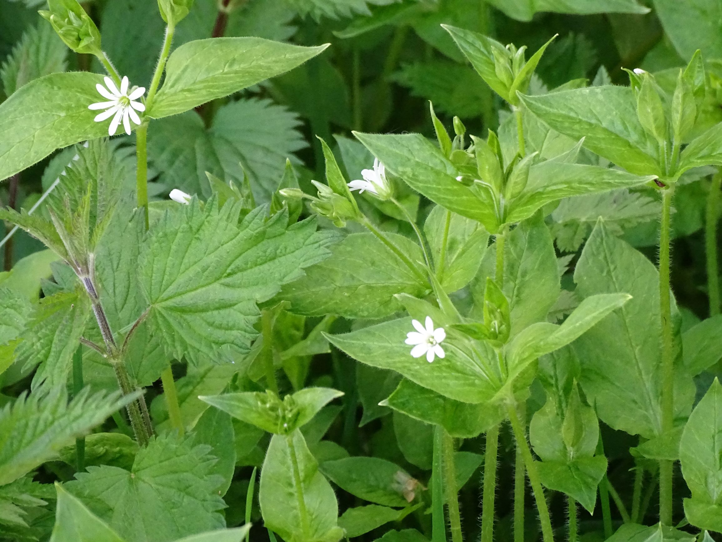 DSC07737 stellaria cf. aquatica, waldburg-mitterreith (bezirk FR), 2021-05-22.JPG
