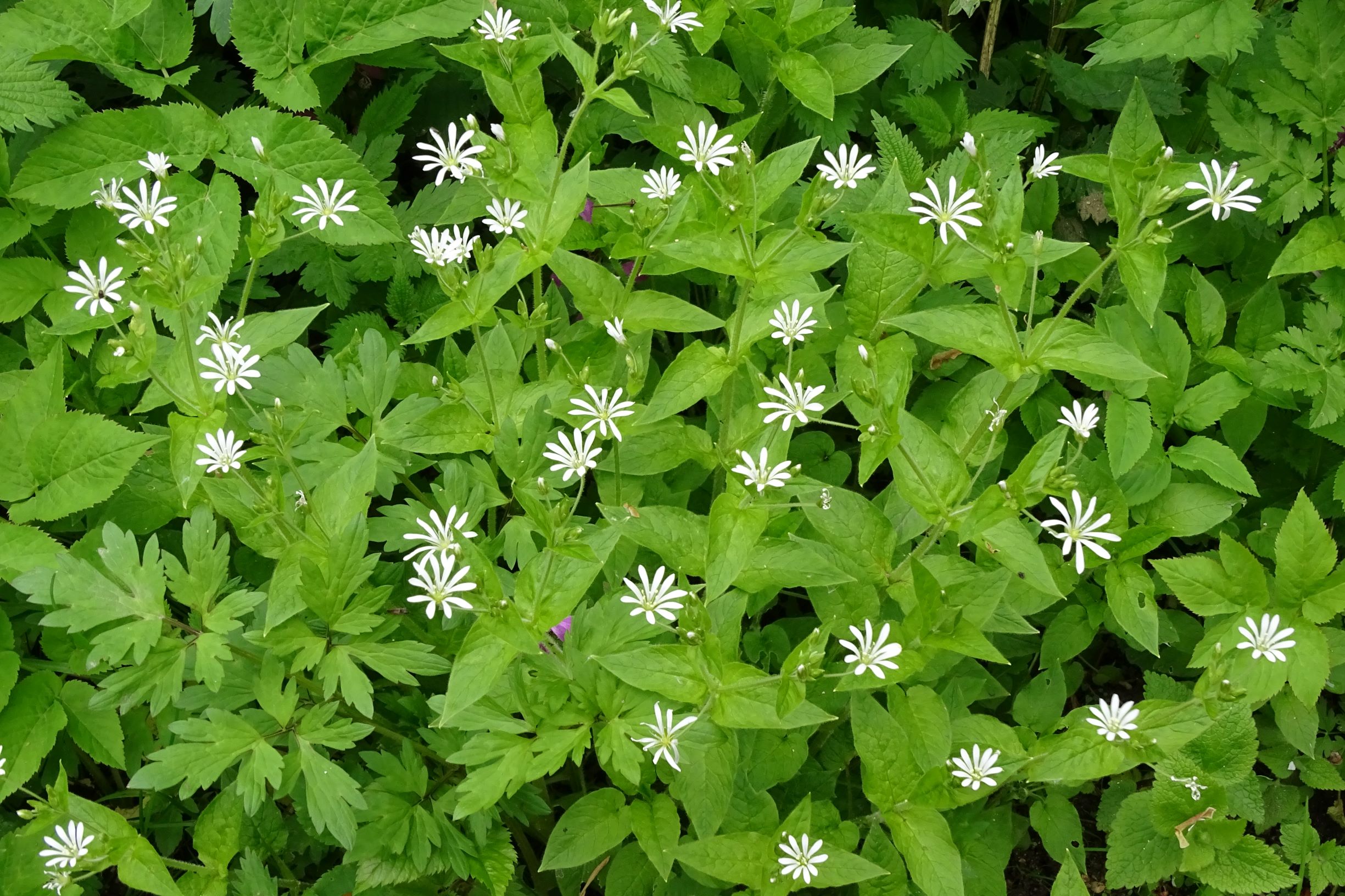 DSC08398 stellaria nemorum, bei uttendorf (bez.RO), 2021-05-24.JPG