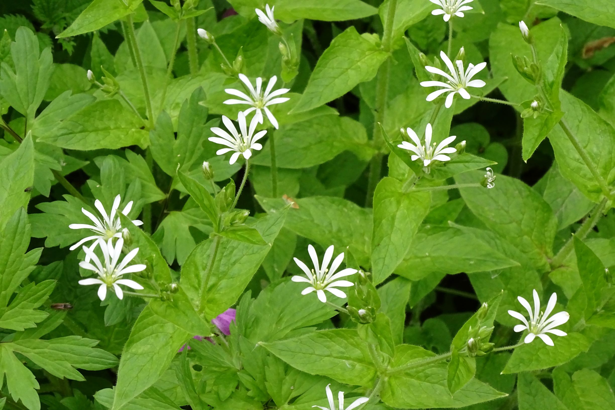 DSC08400 stellaria nemorum, bei uttendorf (bez.RO), 2021-05-24.JPG