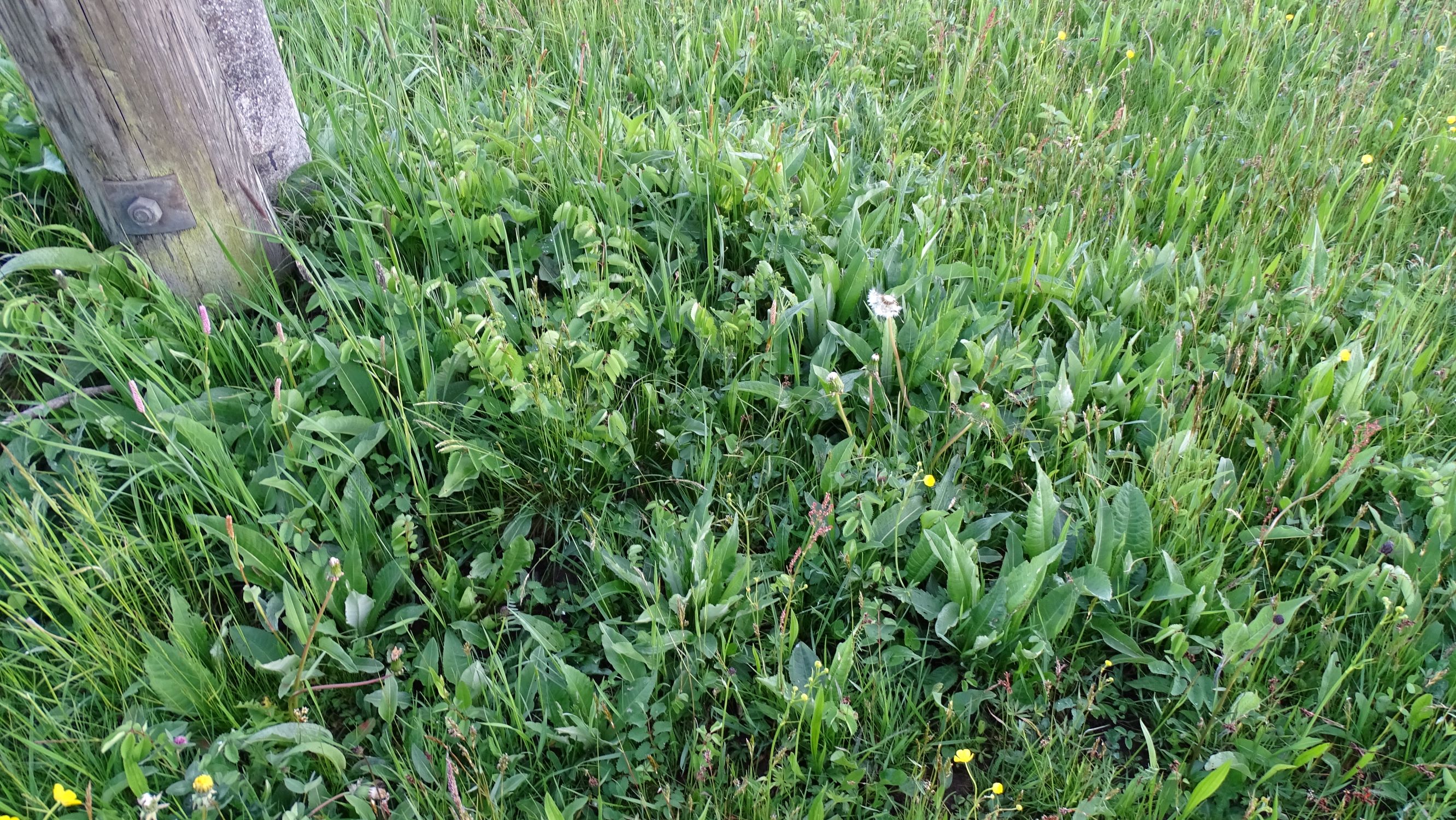 DSC08150 2021-05-23, bledschn, persicaria bistorta, cirsium heterophyllum etc.JPG