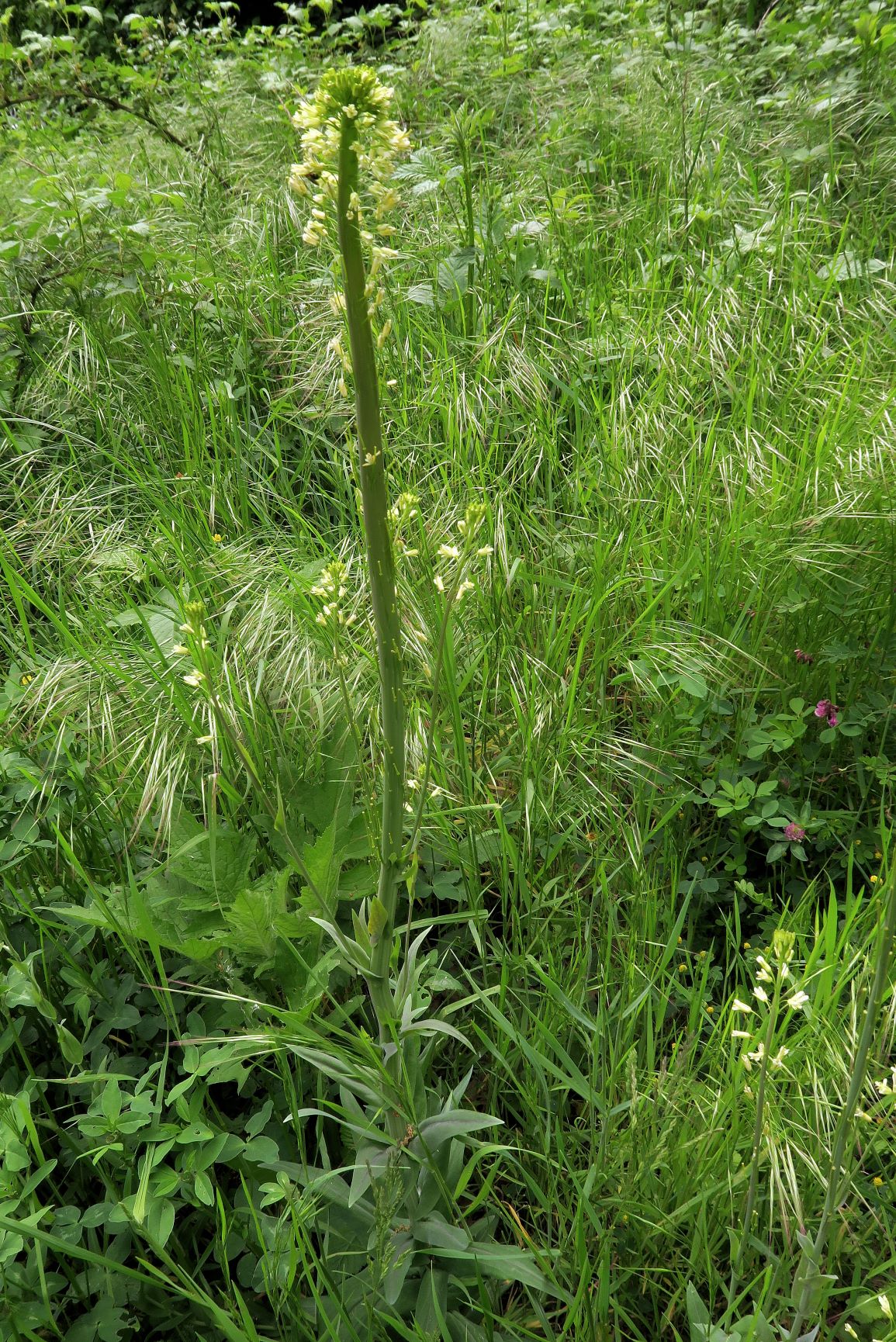Turritis glabra Gewöhnlich-Turmkresse verbändert, Wiesenstreifen am Begleitwg zur Gütenbachstraße 28.05.2021 C5X (1).JPG