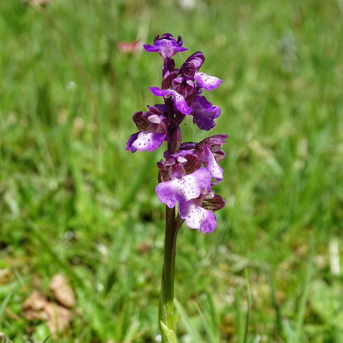 anacamptis morio_zoetsch.jpg