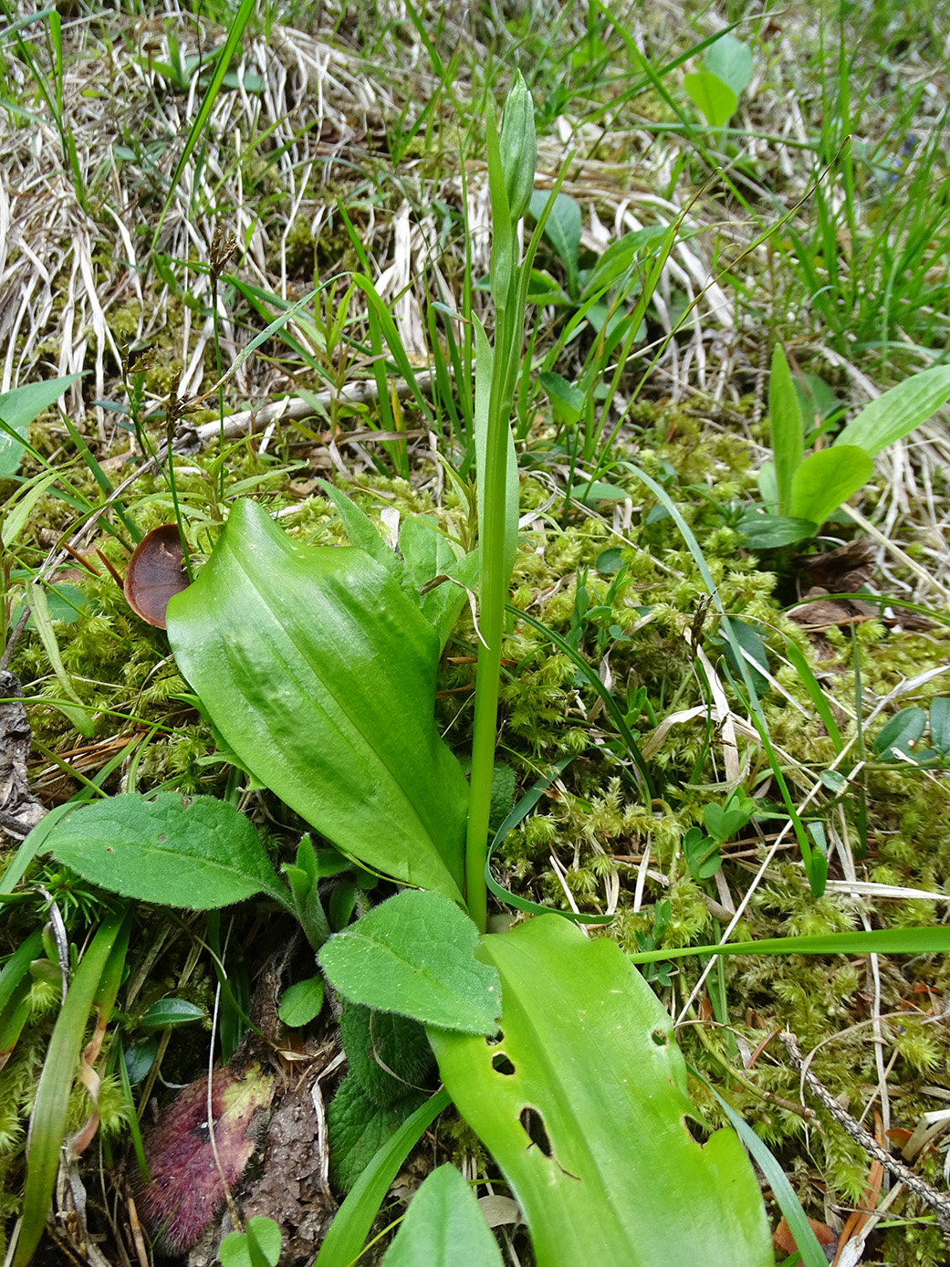 platanthera bifolia_buchkogel.jpg