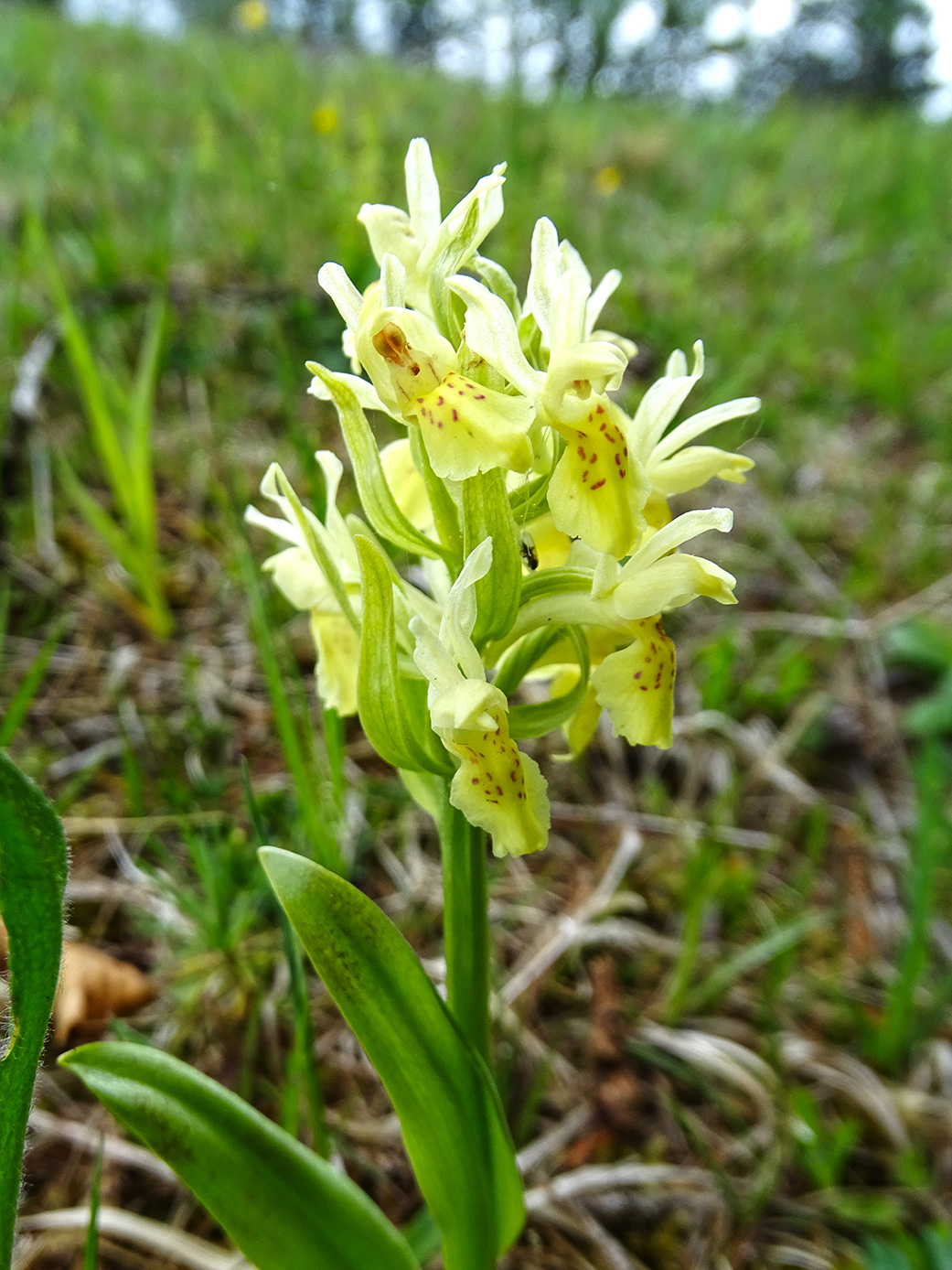 dactylorhiza sambucina_buchkogel.jpg