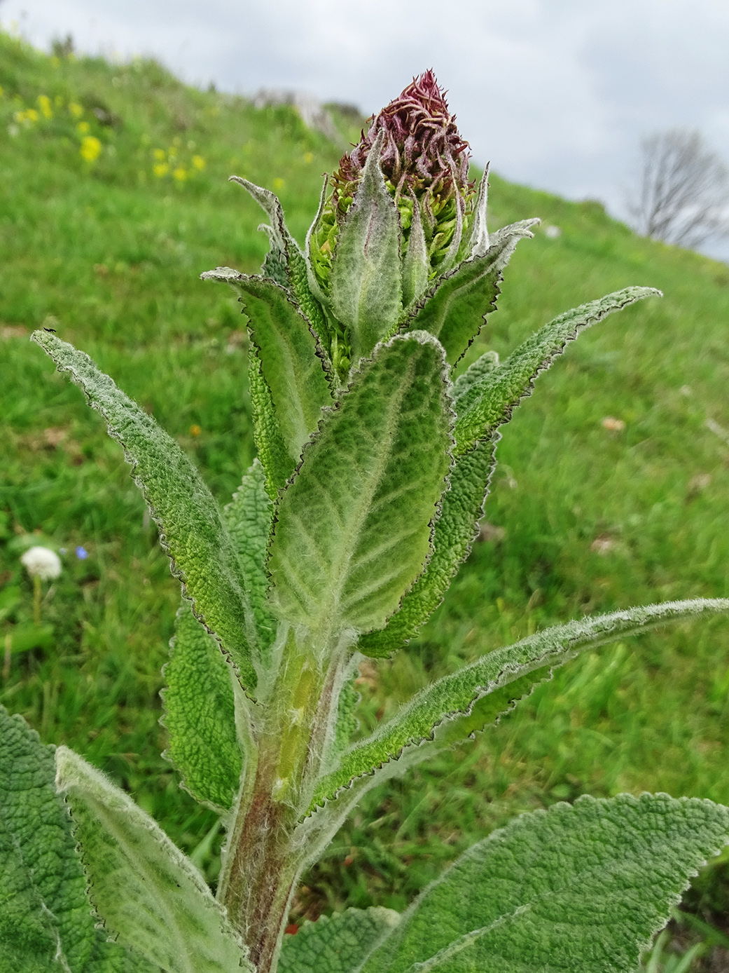 verbascum alpinum_buchkogel.jpg