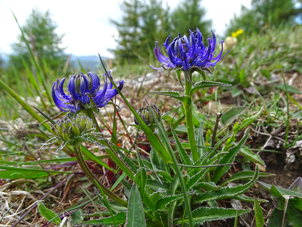 Phyteuma orbiculare_buchkogel.jpg