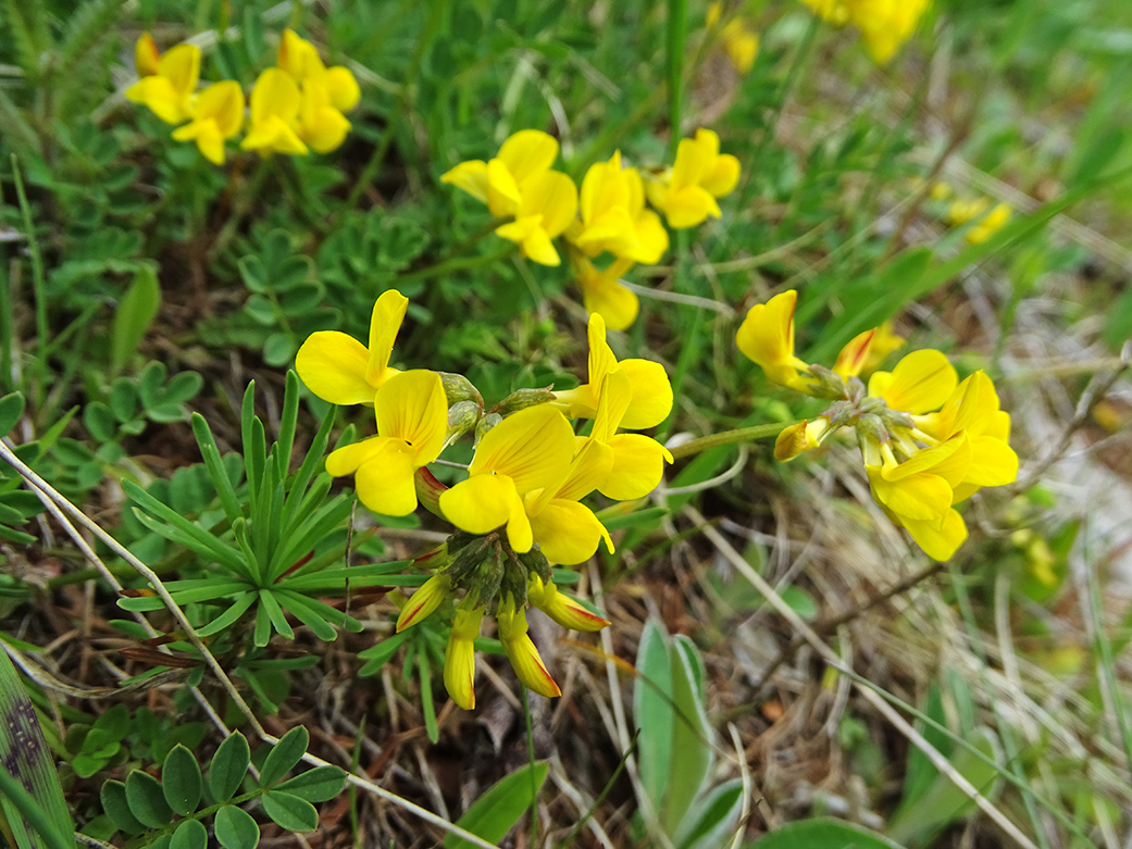 hippocrepis comosa_buchkogel.jpg
