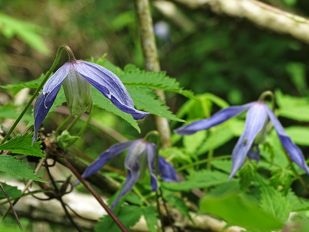 clematis alpina_buchkogel.jpg