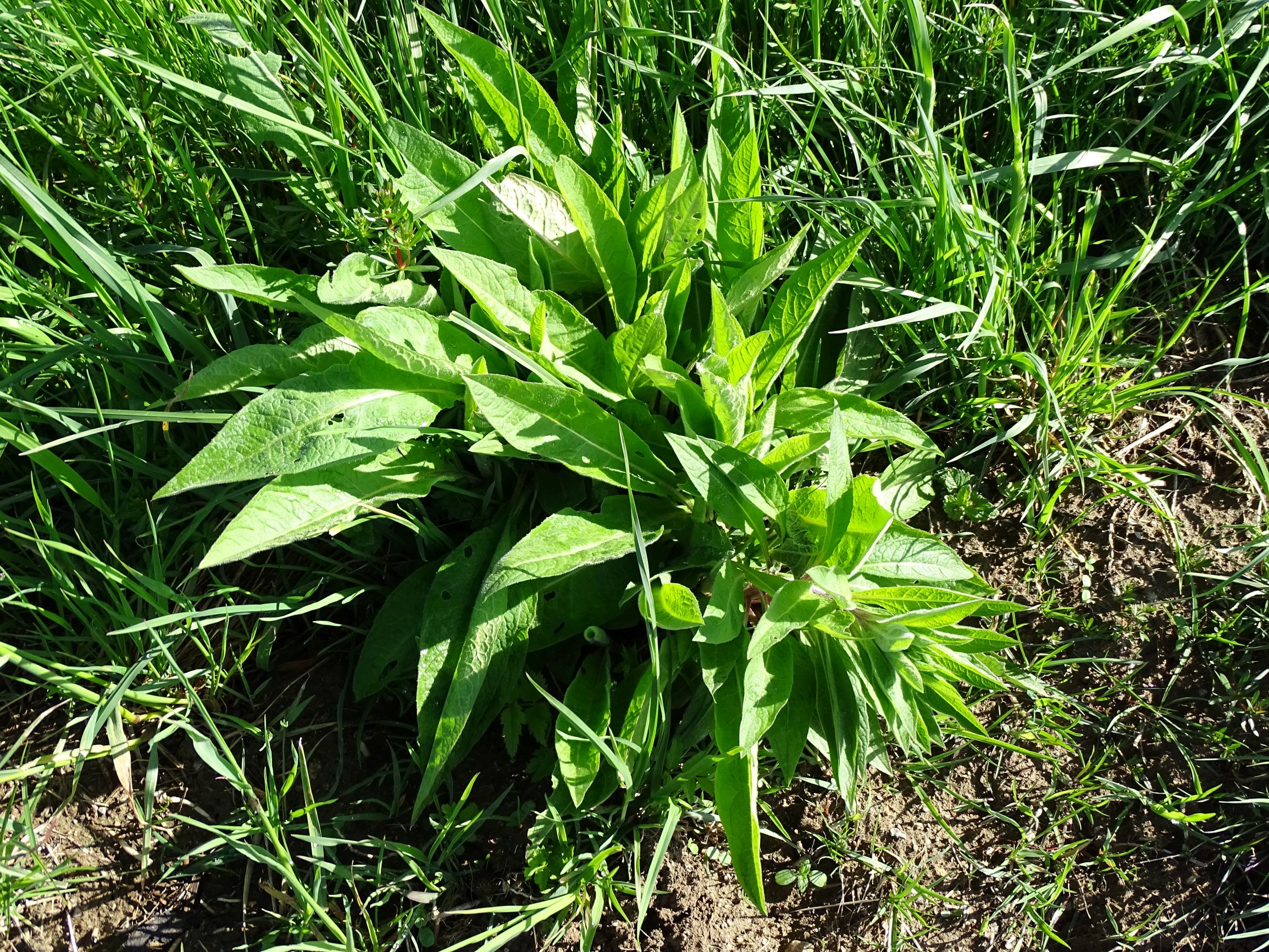 DSC07982 bledschn, centaurea pseudophrygia, langbruck bei leonfelden, 2021-05-23.JPG