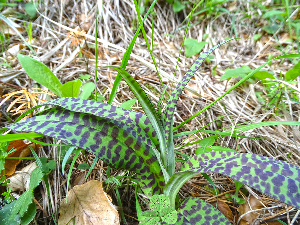 dactylorhiza fuchsii_buchkogel.jpg