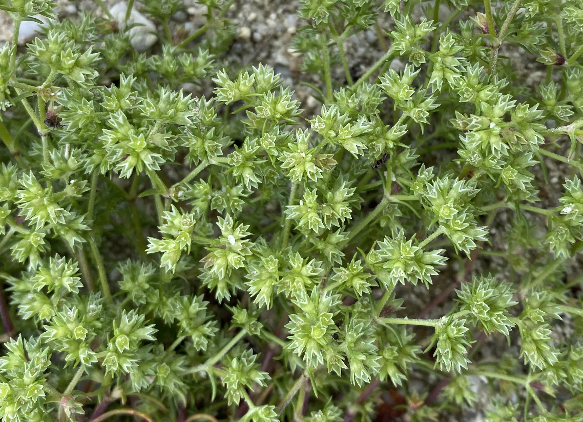 57A47880-EE26-4B00-BA3E-EA698598C866.jpeg