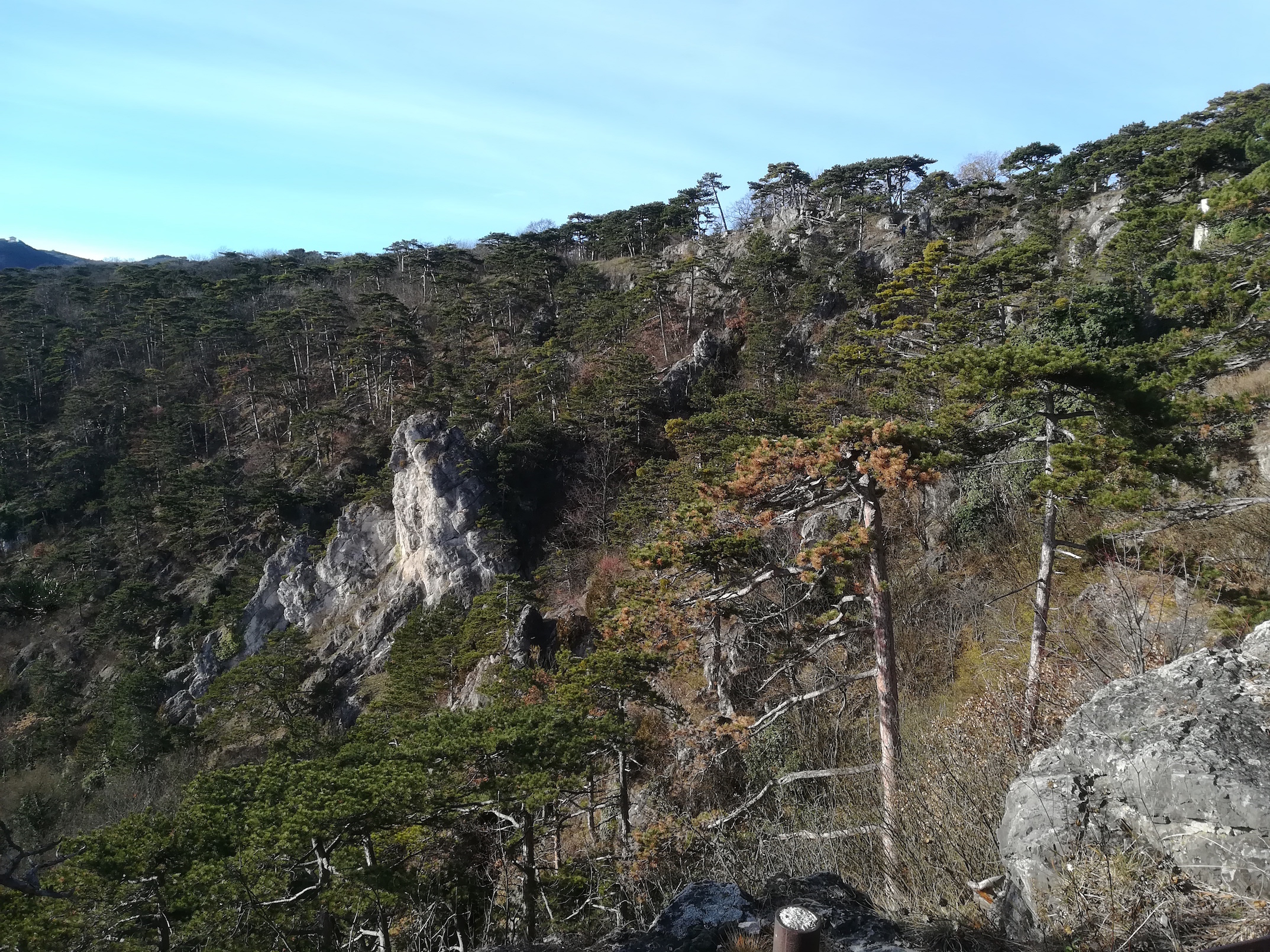 kalenderberg pinus nigra_20171210_121629.jpg