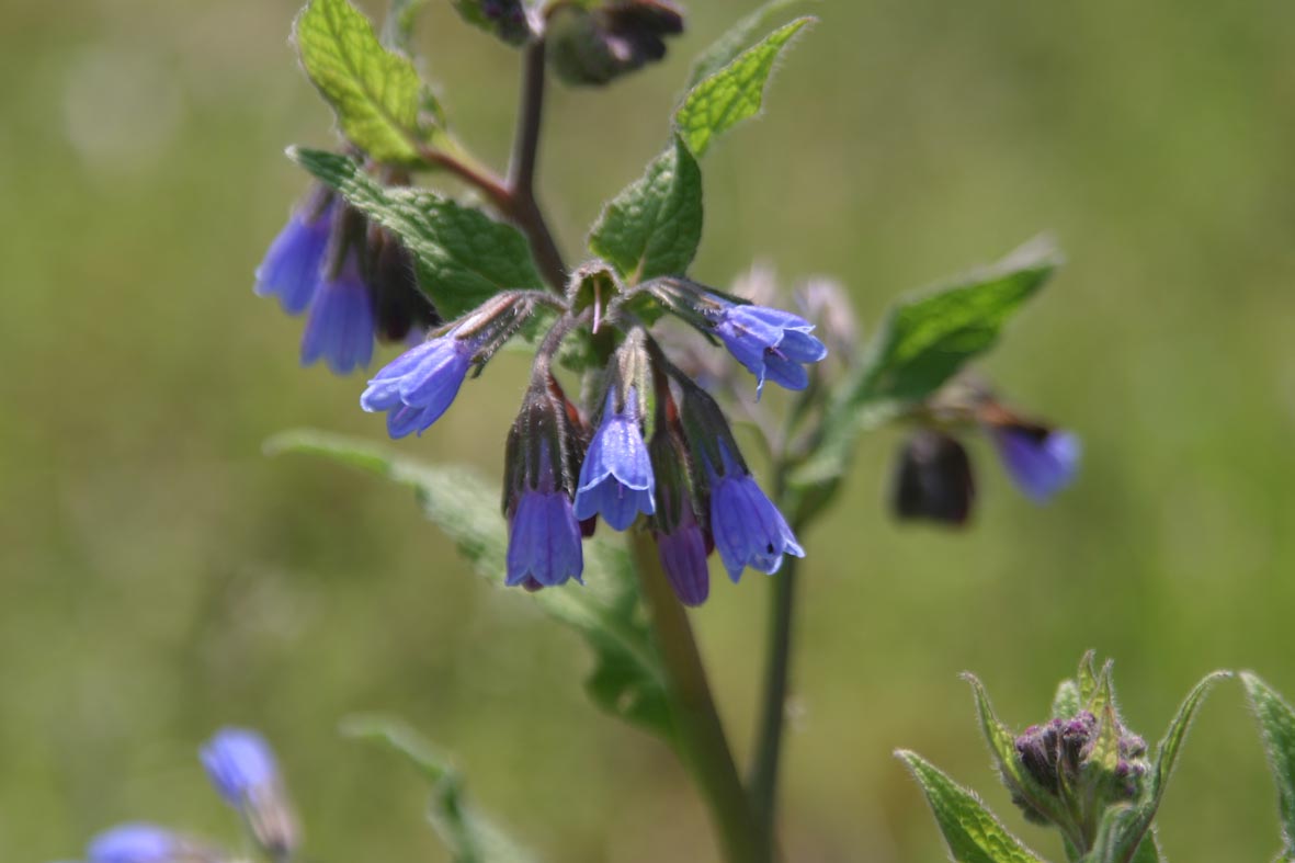 symphytum asperum.jpg