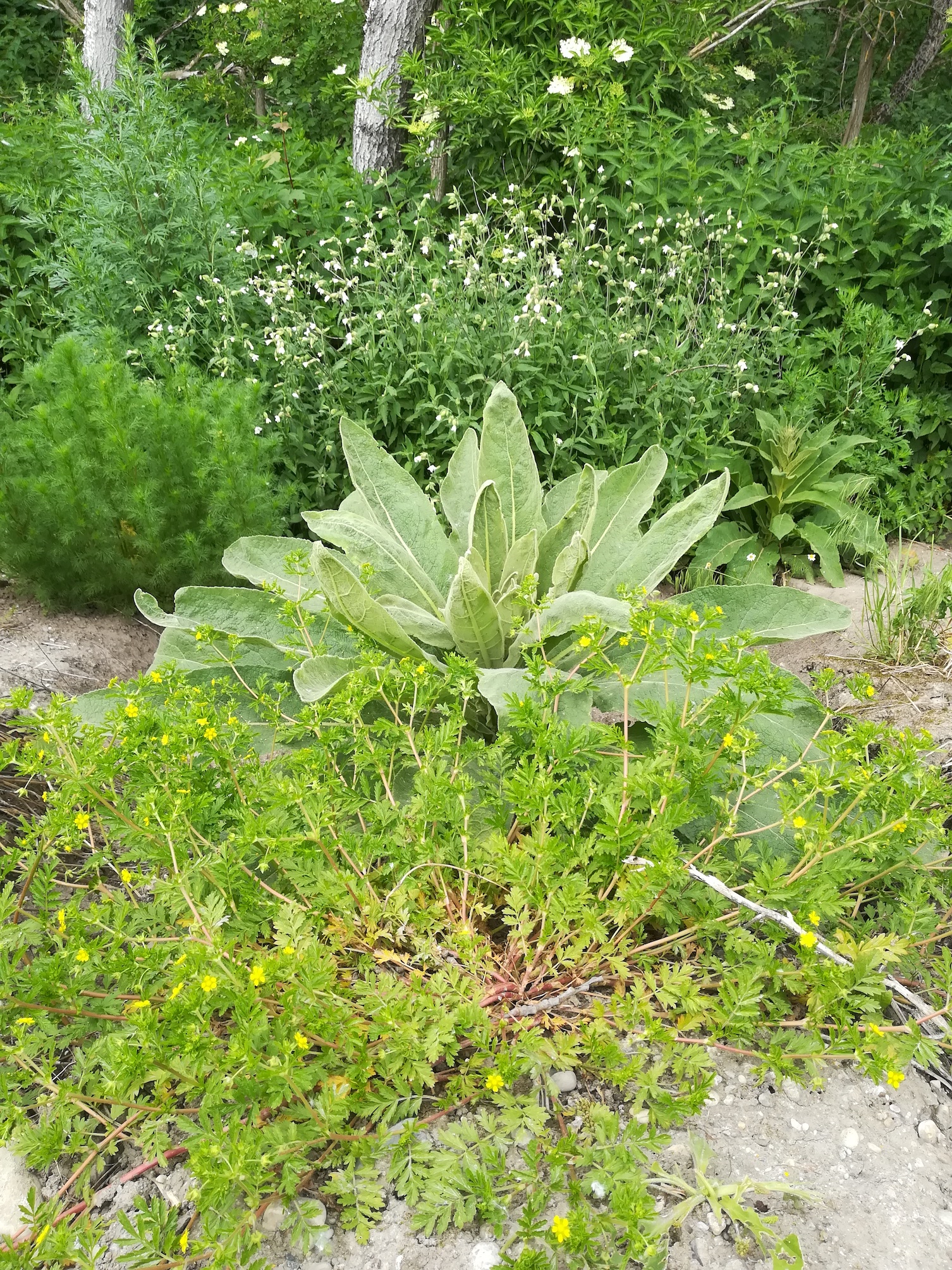 ruderalflora SE glinzendorf_20210606_131709.jpg