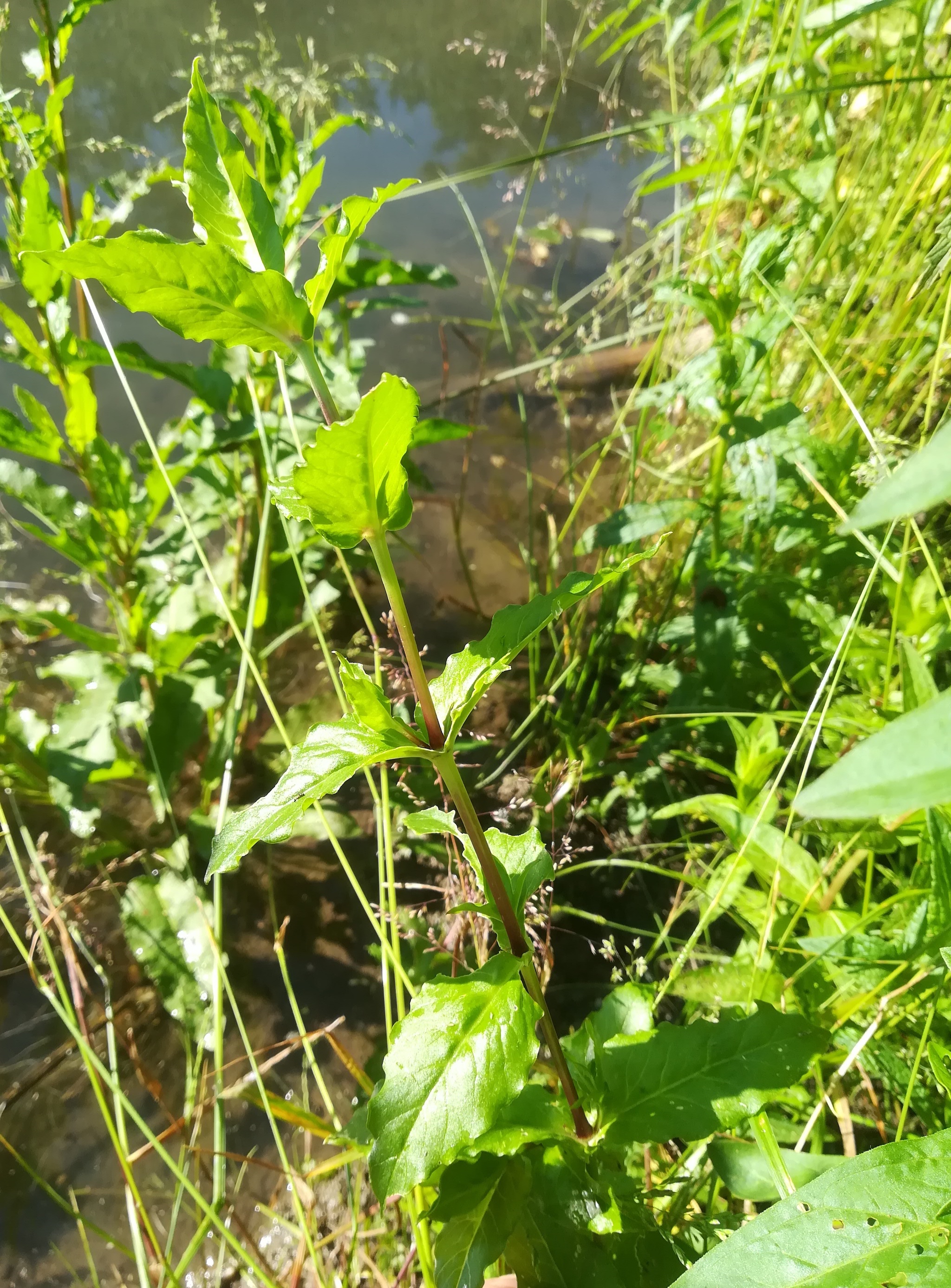 sp. ignota sumpf S friedhof wilfleinsdorf_20210610_080940.jpg