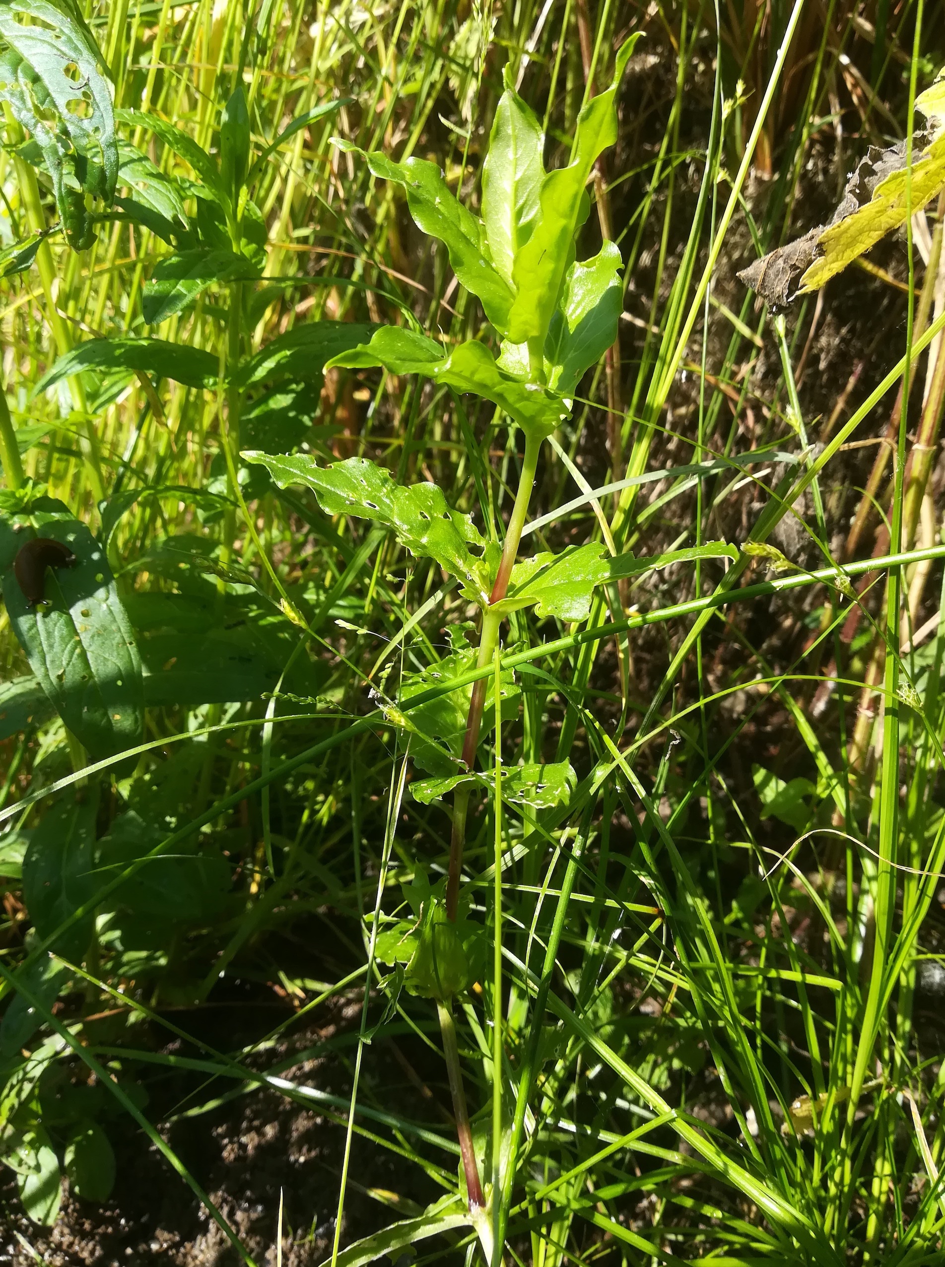 sp. ignota sumpf S friedhof wilfleinsdorf_20210610_081026.jpg