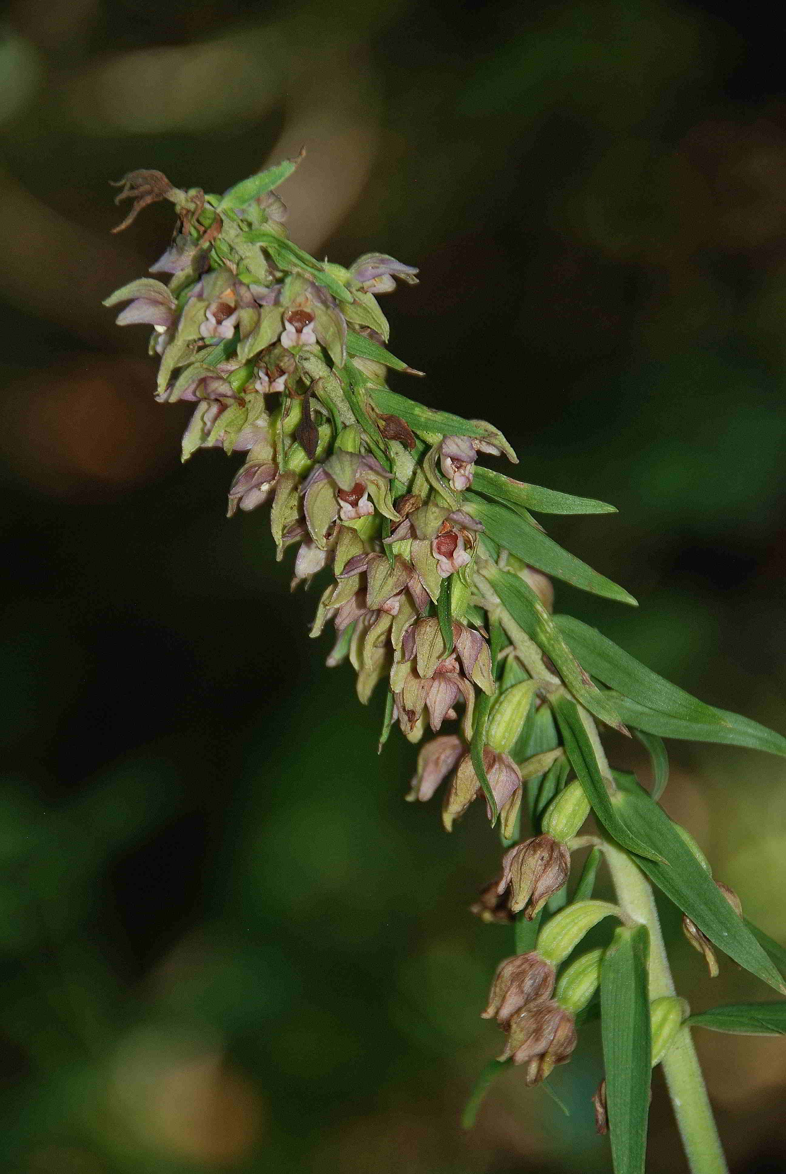 St. Aegyd-29072017-(5).JPG