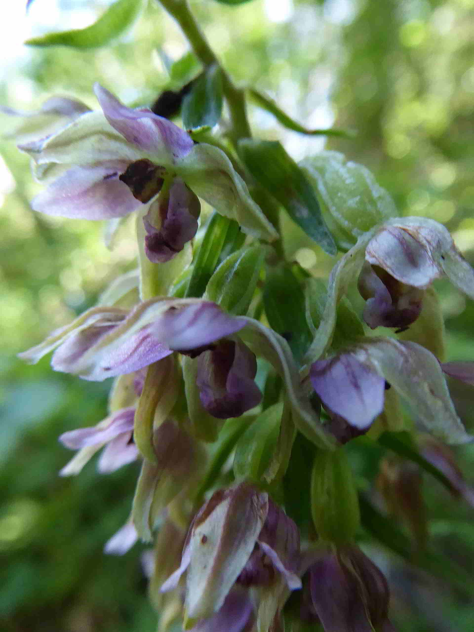 St. Aegyd-29072017-(9).JPG