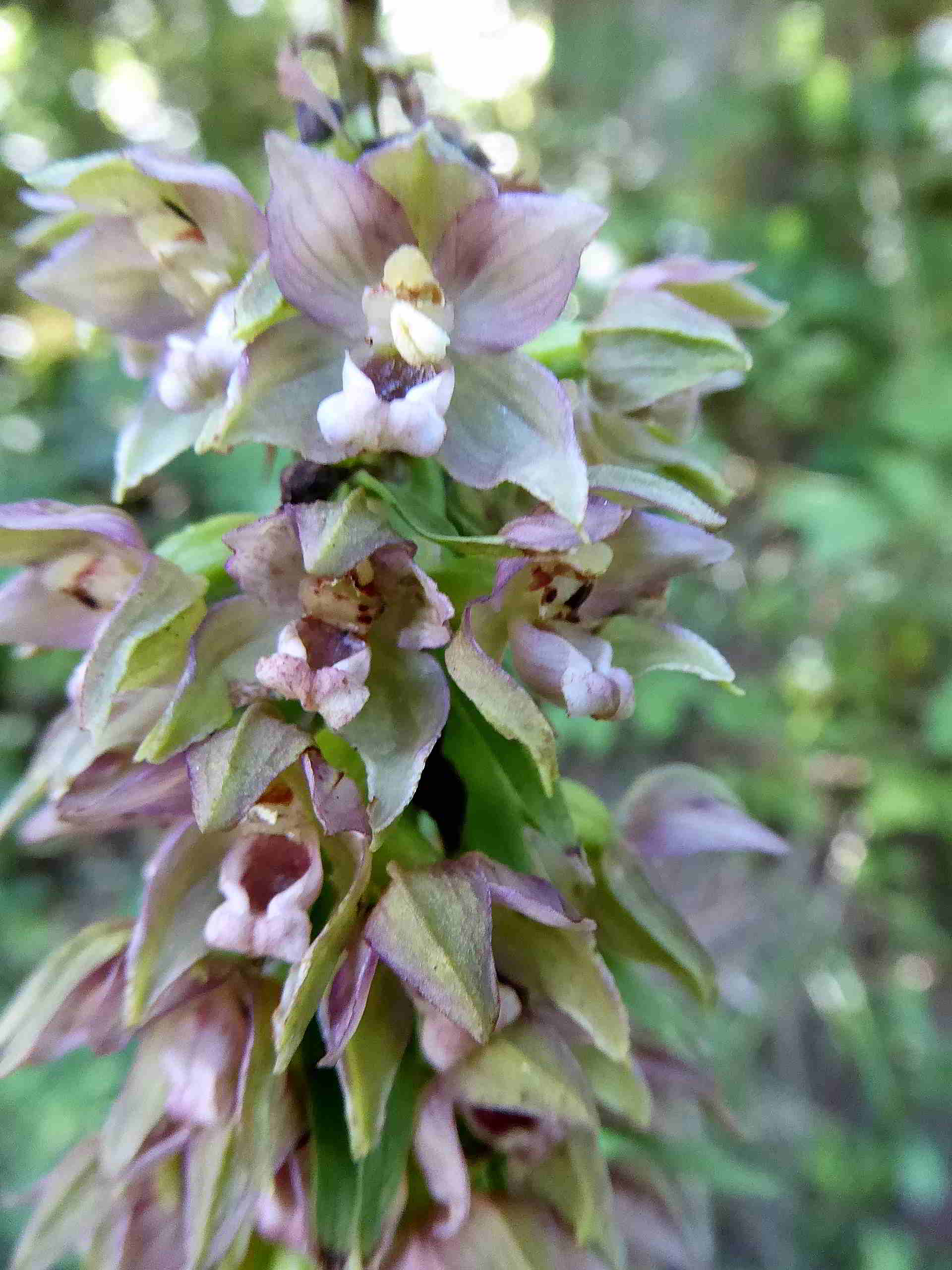 St. Aegyd-29072017-(11).JPG