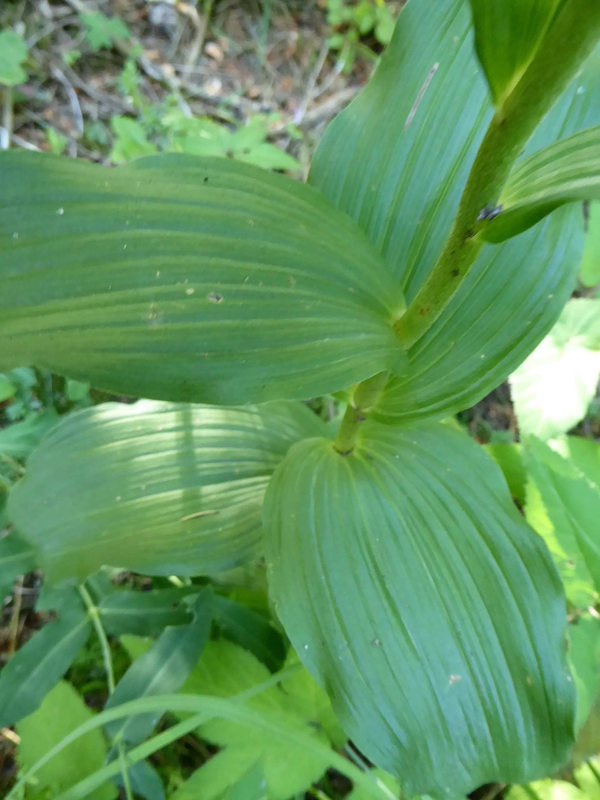 St. Aegyd-29072017-(13).JPG