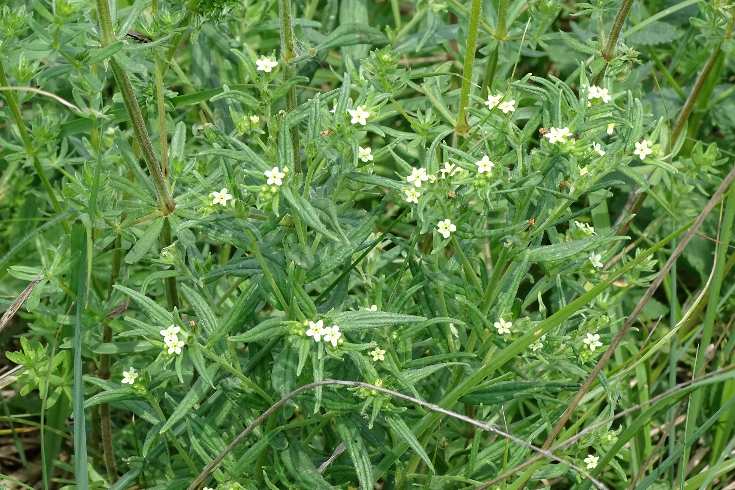 DSC09920 lithospermum officinale, NO-leithagebirge, 2021-06-11.JPG