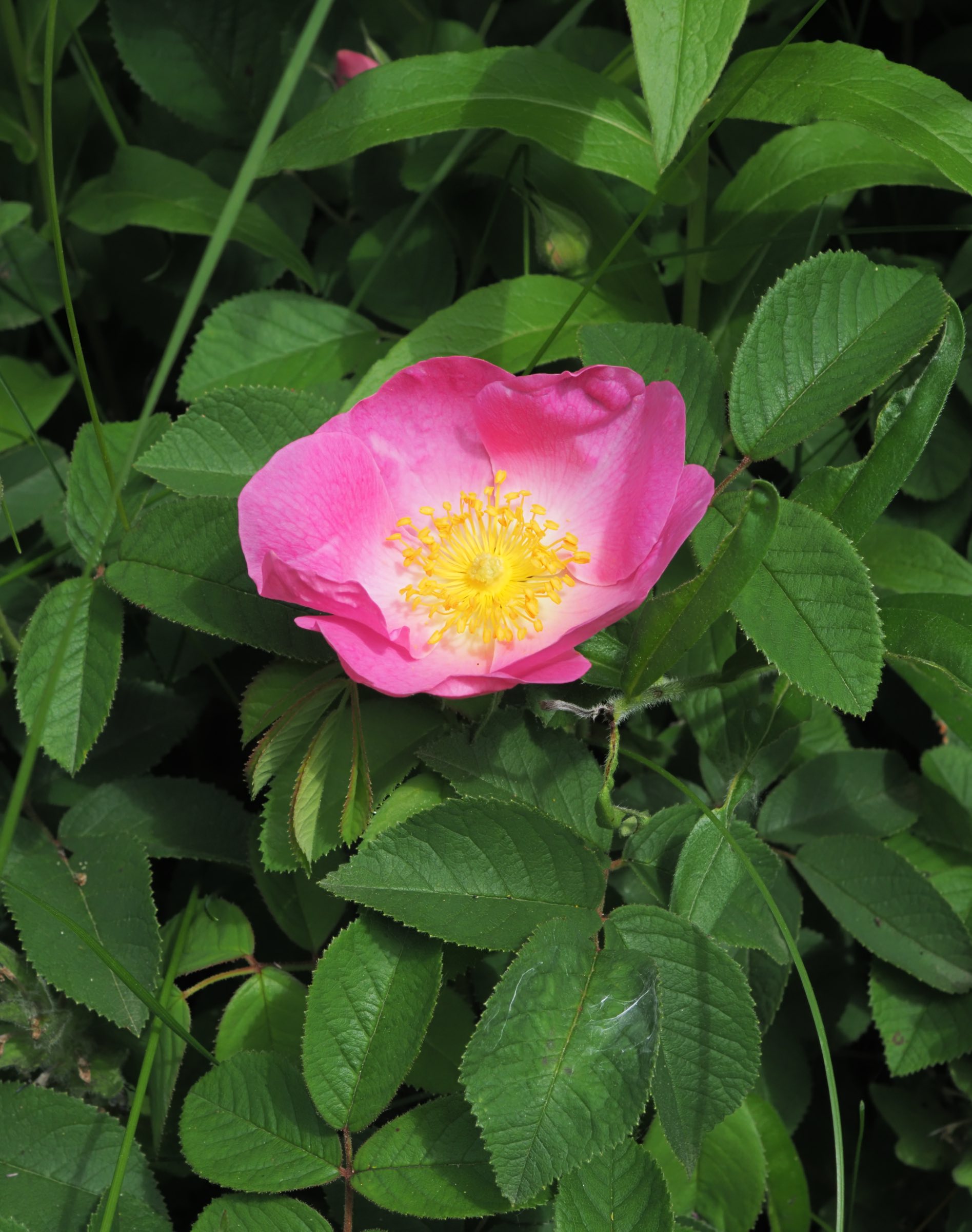 20210605_Rosa sp - Blüte.jpg