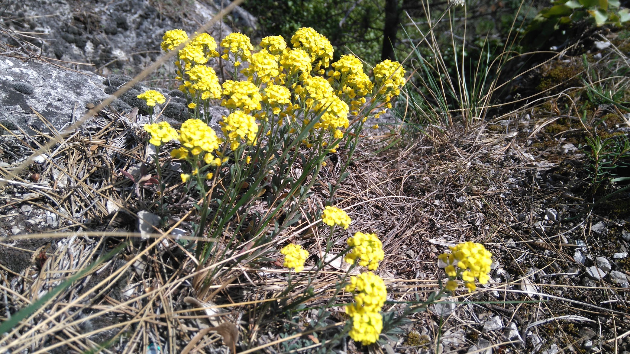 alyssum montanum subsp. montanum_7752.JPG