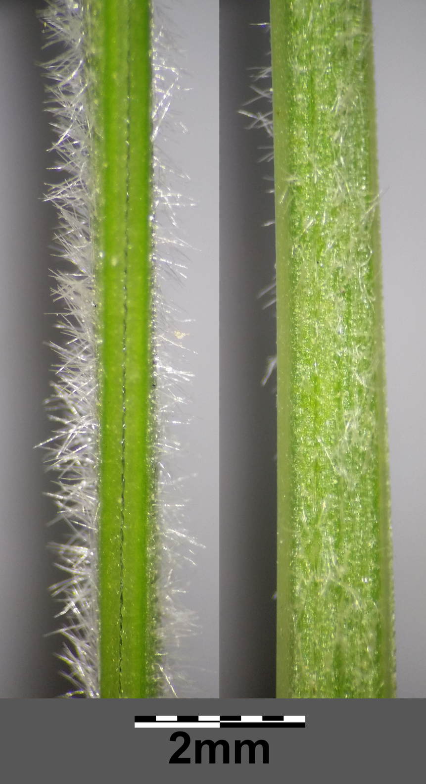 Mikro6 LB Erneuerungstrieb.jpg