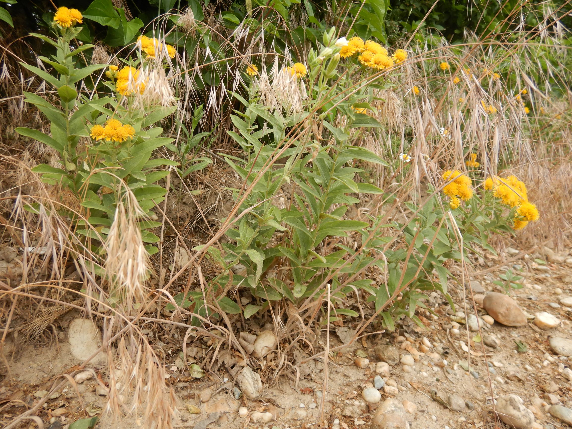 DSCN9400 inula germanica, neusiedl, 2021-06-25.JPG