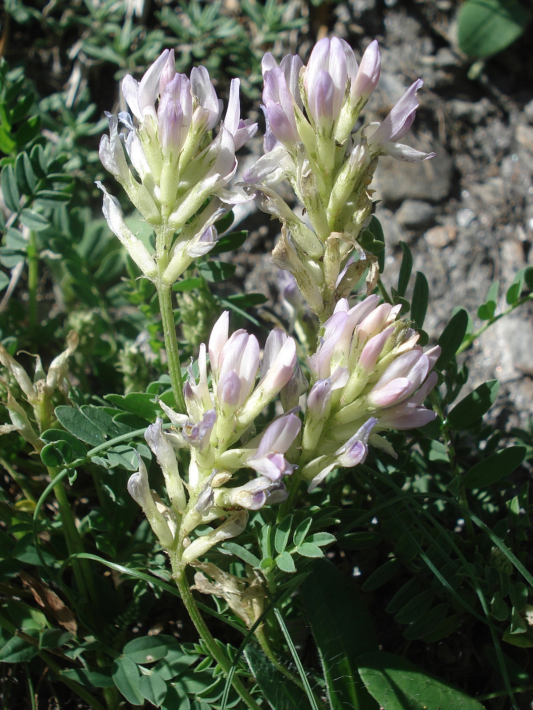 Astragalus.leontinus.OTir-Matrei.26.06.2021.JPG