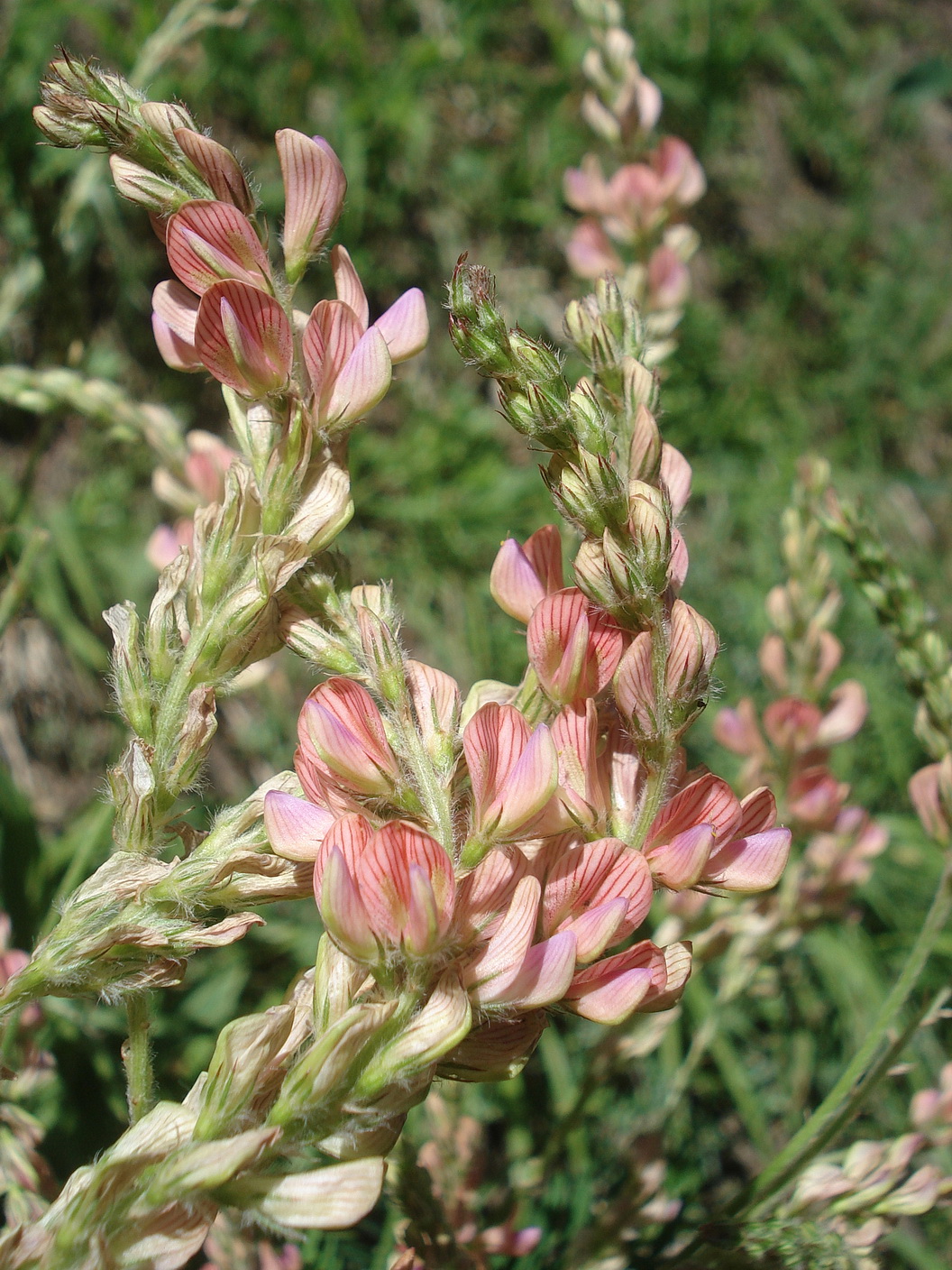 Onobrychis.arenaria.ssp.taurerica.OTir-Matrei.26.06.2021.JPG