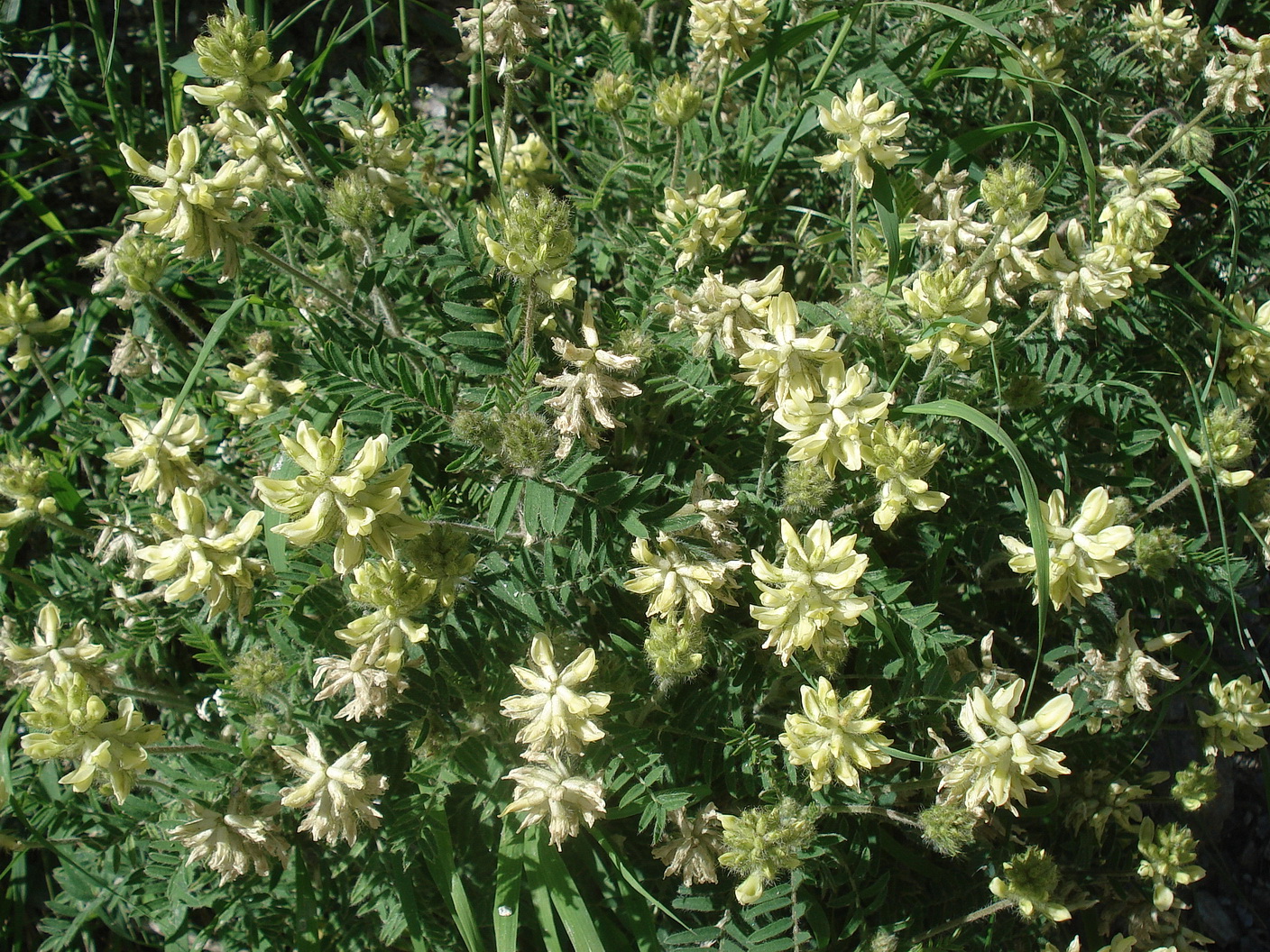 Oxytropis.pilosa.OTir-Matrei.26.06.2021.JPG
