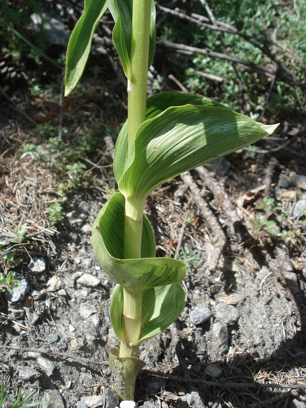 Epipactis.helleborine.var.orbicularis.OTir-Matrei.26.06.2021.JPG