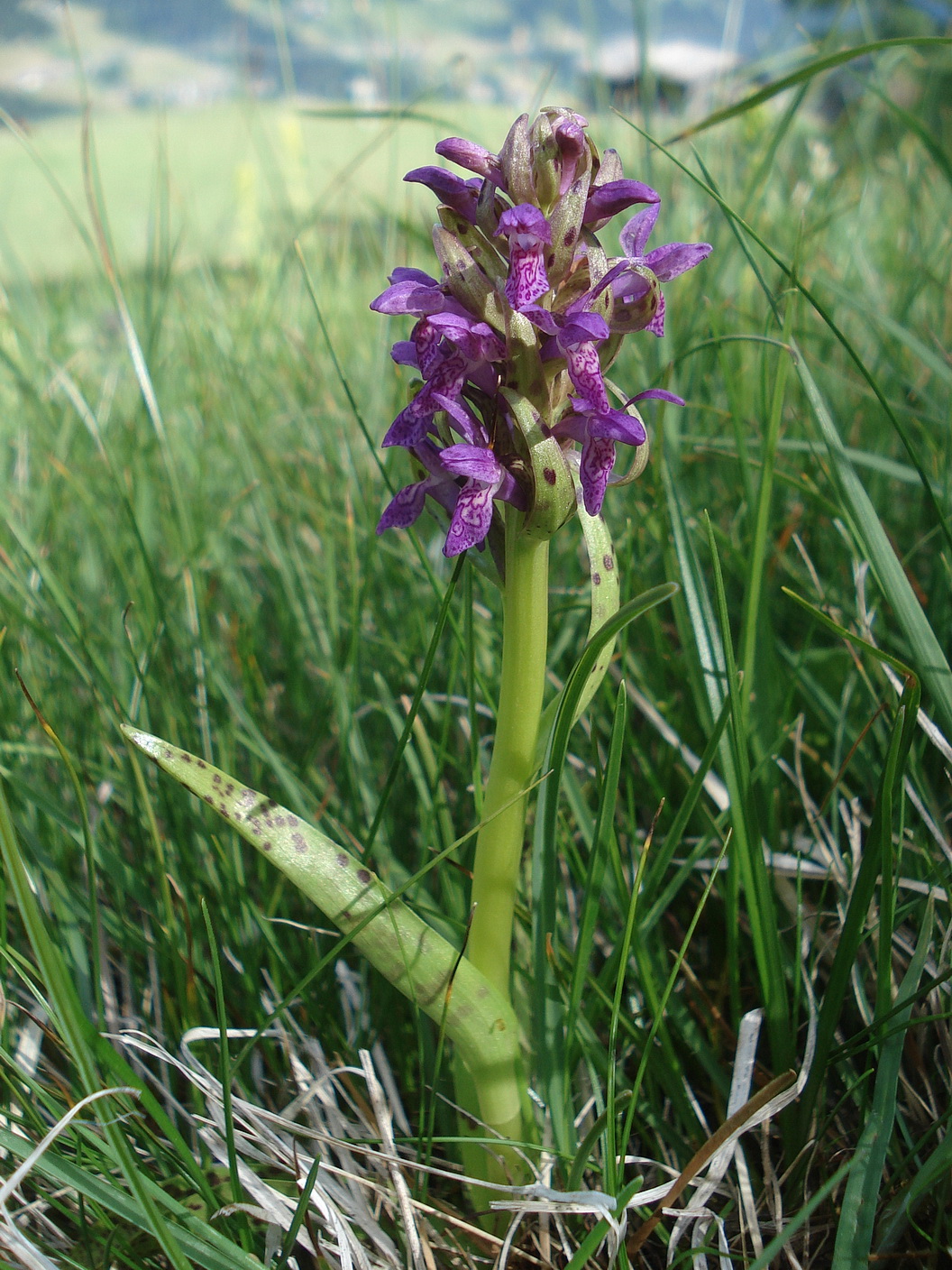 Dactylorhiza cruenta.OTir-Hinteregg.26.6.2021.JPG